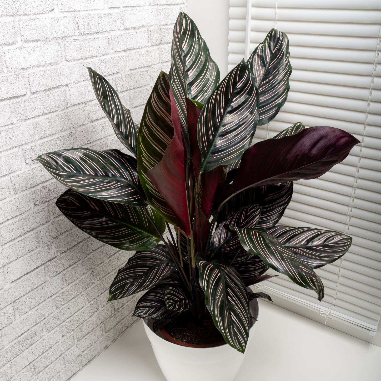 The Calathea sanderiana 50cm adds a vibrant touch to any room, serving as an attractive indoor plant with air purifying qualities.