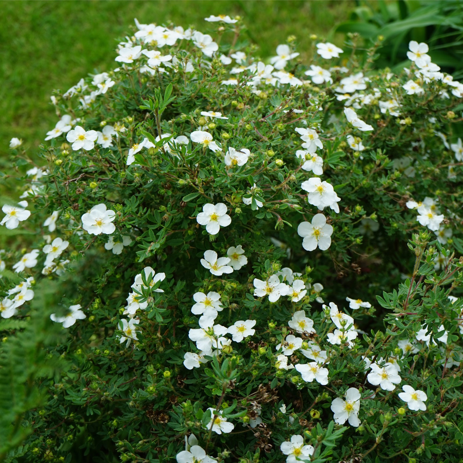 Potentilla fruticosa 'Abbotswood' 1L / 2L is a low maintenance, deciduous shrub with a long flowering period and white blooms.