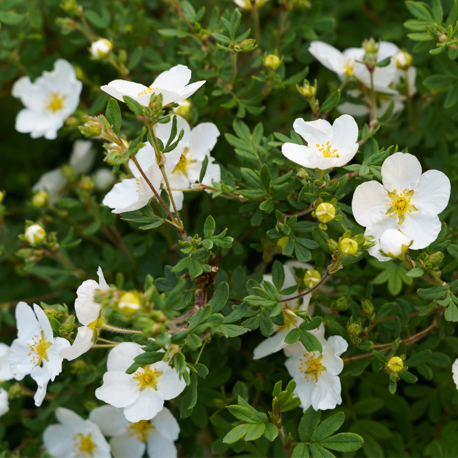 Potentilla fruticosa 'Abbotswood' 1L / 2L is a low maintenance, deciduous shrub with a long flowering period and white blooms.