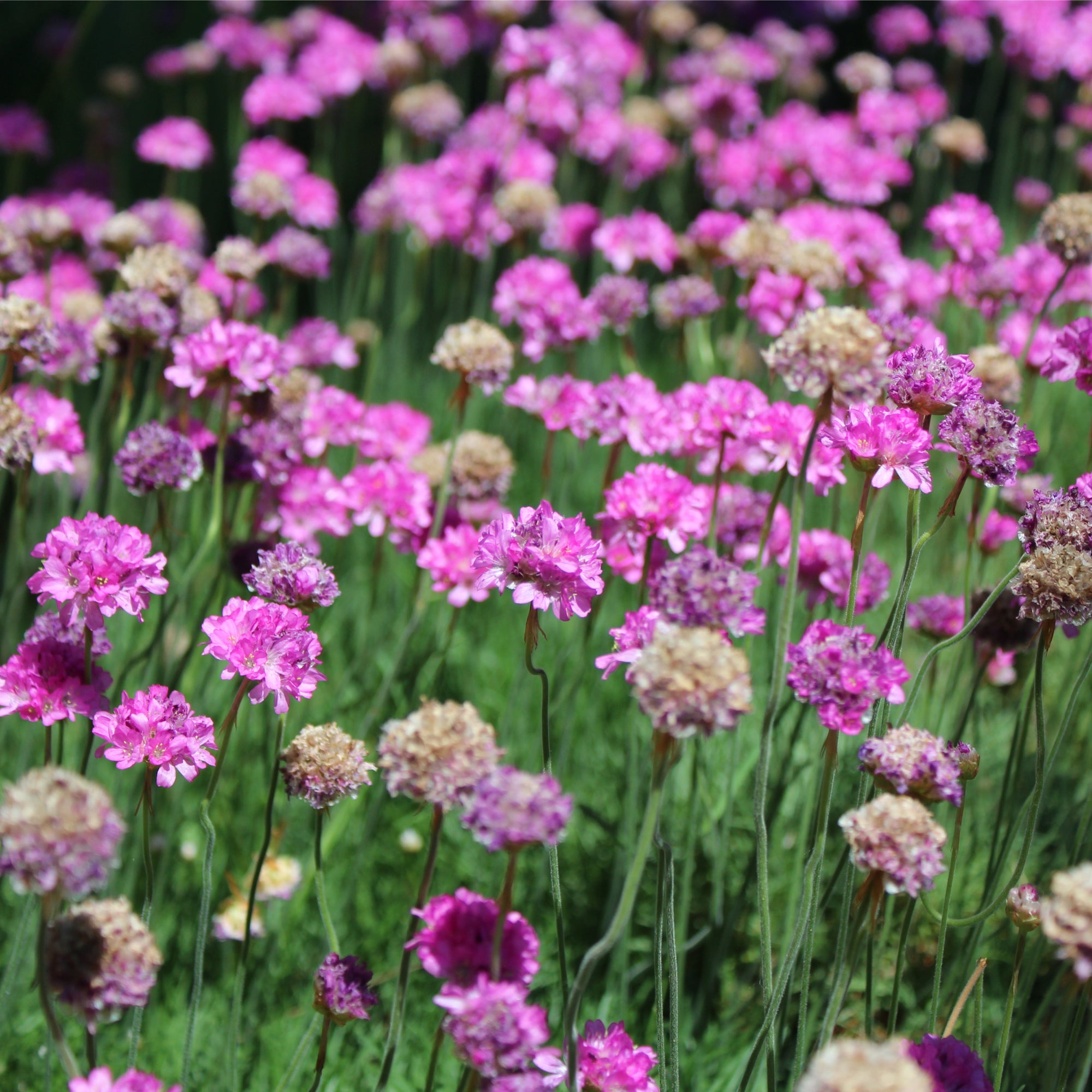 Armeria maritima Splendens Sea Pinks 2L