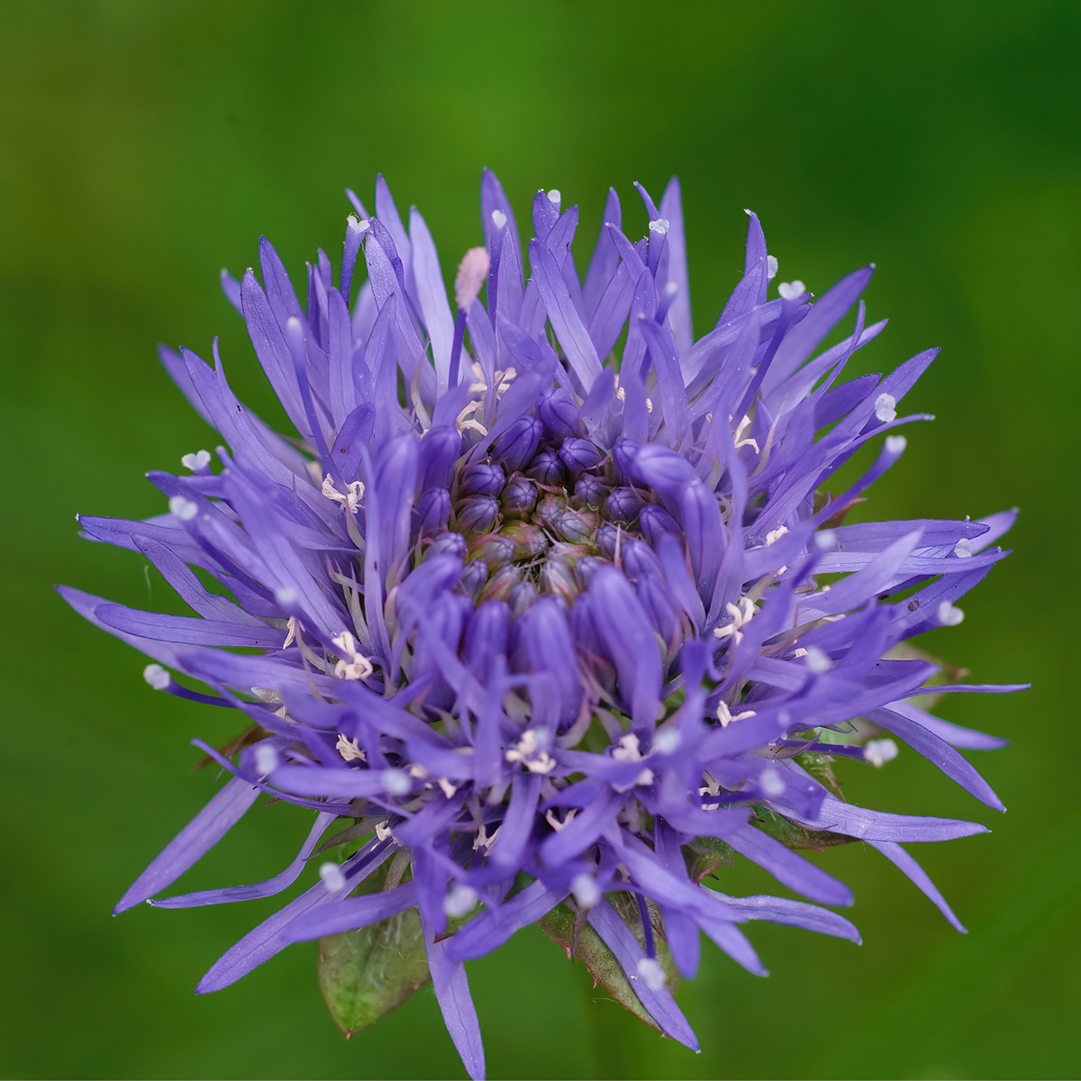 A close-up of the Jasione laevis Blue Light 2L shows its vibrant purple, spiky petals and dense center, set against a blurred green background that highlights this eye-catching perennial.