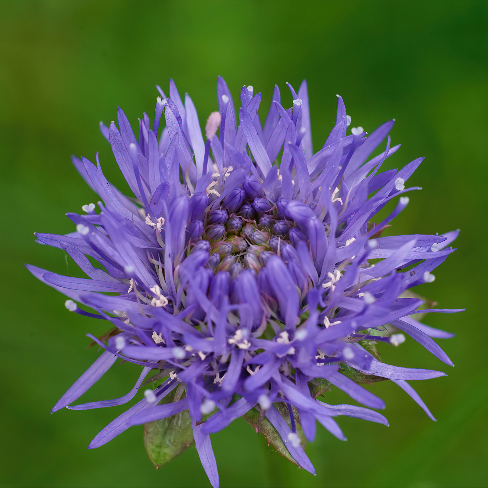 A close-up of the Jasione laevis Blue Light 2L shows its vibrant purple, spiky petals and dense center, set against a blurred green background that highlights this eye-catching perennial.