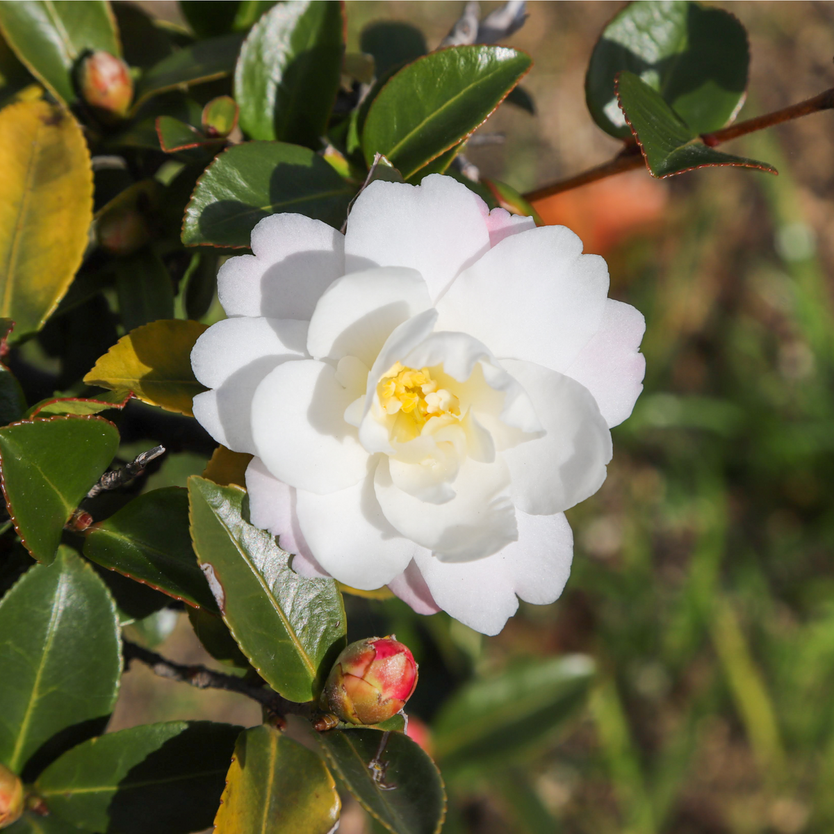 Camellia japonica White Swan 60cm features pure white blooms with yellow stamens among green leaves, thriving in partial shade. Red buds and sunlight enhance its delicate petals for a striking garden display.