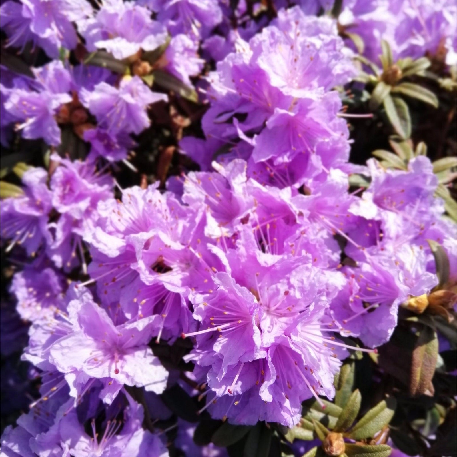 Rhododendron 'Azurika' 2L is a compact evergreen shrub featuring clusters of vibrant purple-pink, ruffled flowers with long stamens, set against lush green foliage. Ideal for bright garden spots.