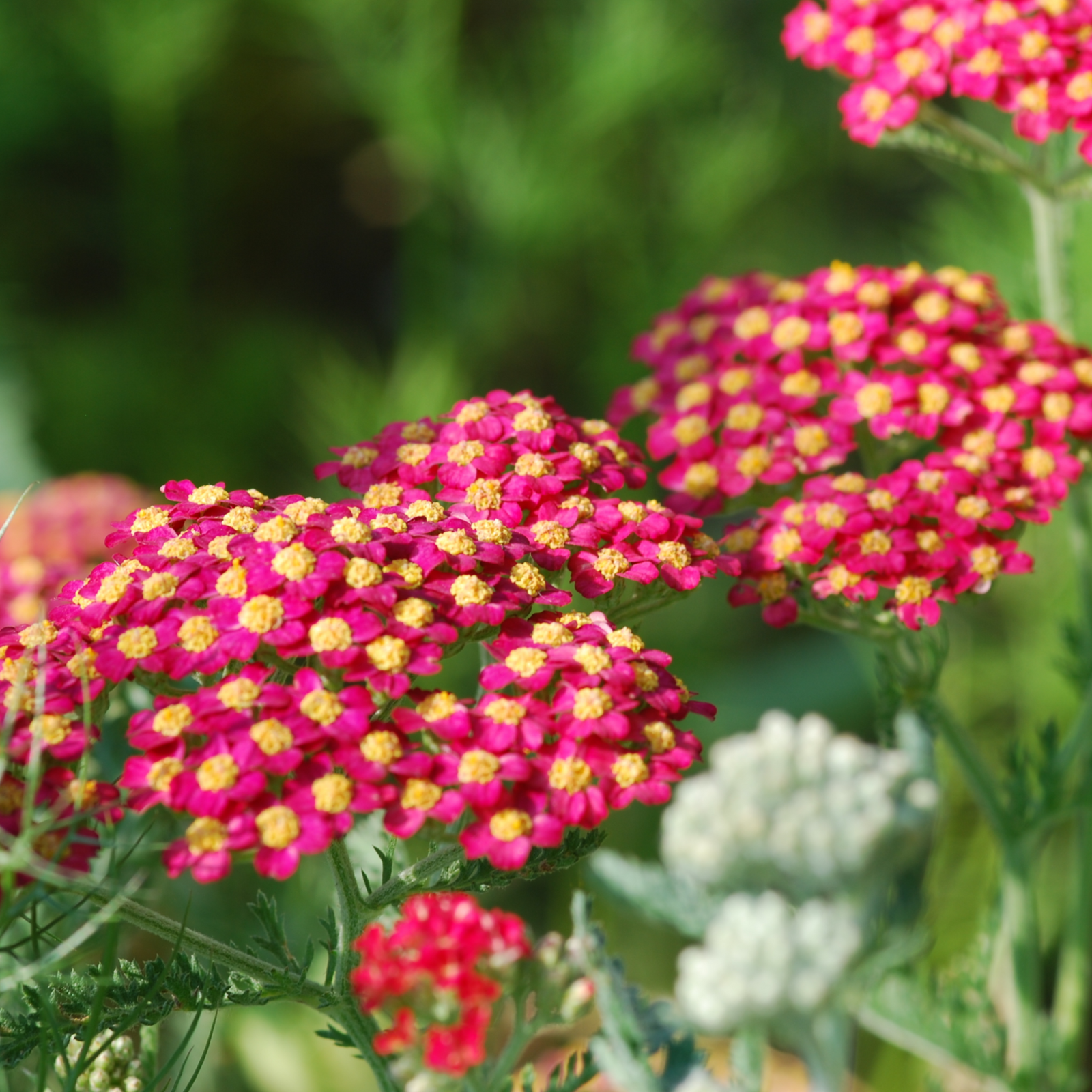 Clusters of vivid red Achillea (Yarrow) ‘Milly Rock Red’ flowers bloom among green foliage, with some white perennials softly blurred in the foreground, showcasing their vibrant flowering period.