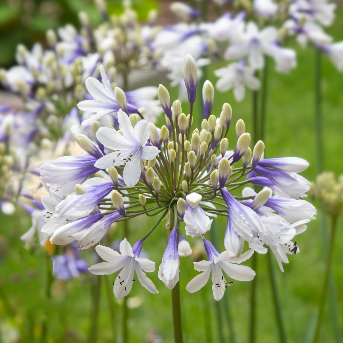 Agapanthus &#39;Twister&#39; 2L