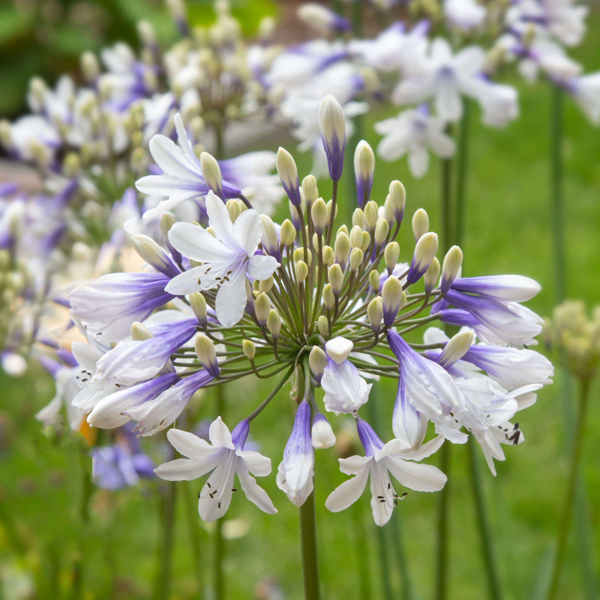 Agapanthus 'Twister' 2L