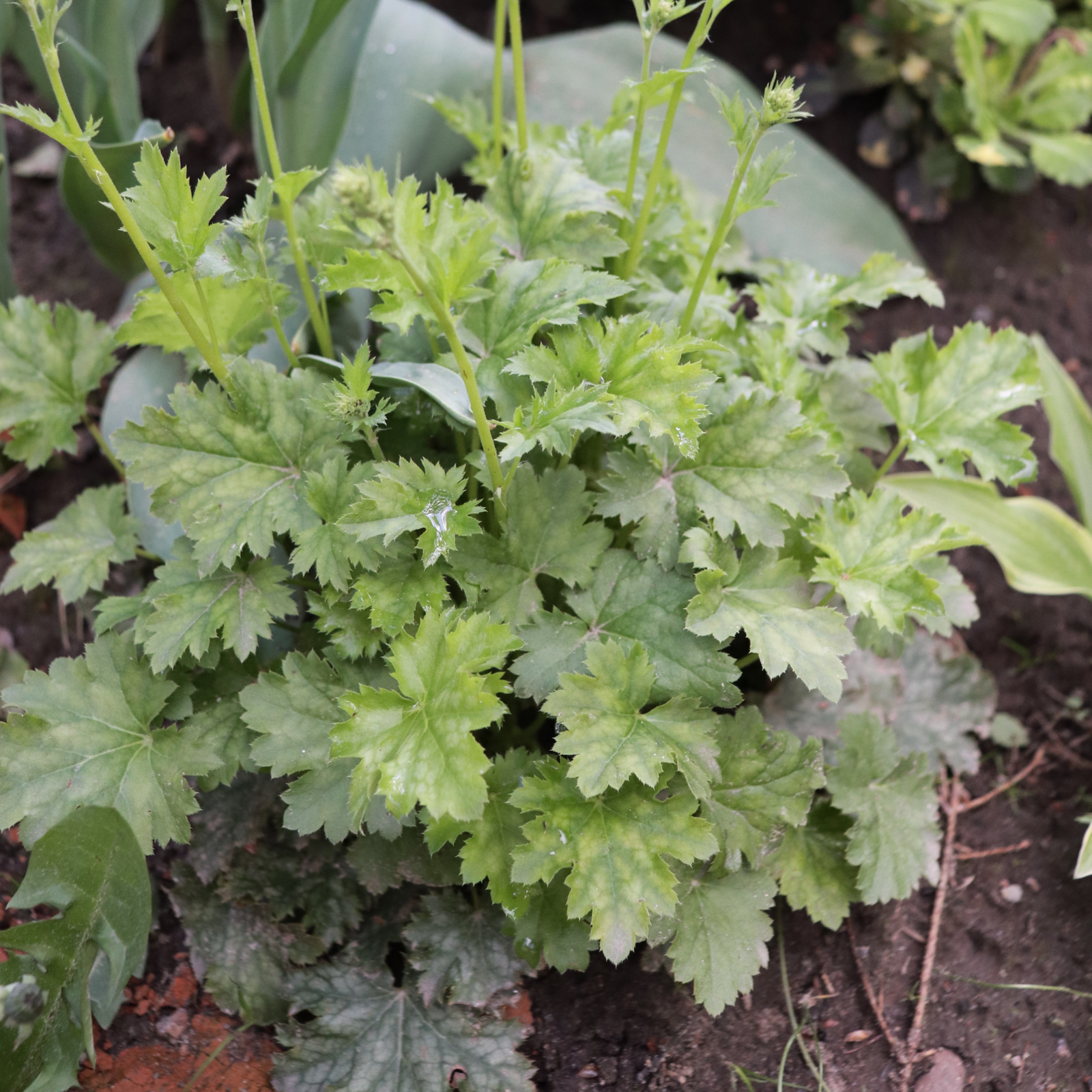 Heuchera 'Apple Crisp' 2L forms a low, dense cluster in garden beds. Its green, deeply lobed leaves feature serrated edges and a slightly wrinkled texture, creating lush ground cover among soil and other plants.