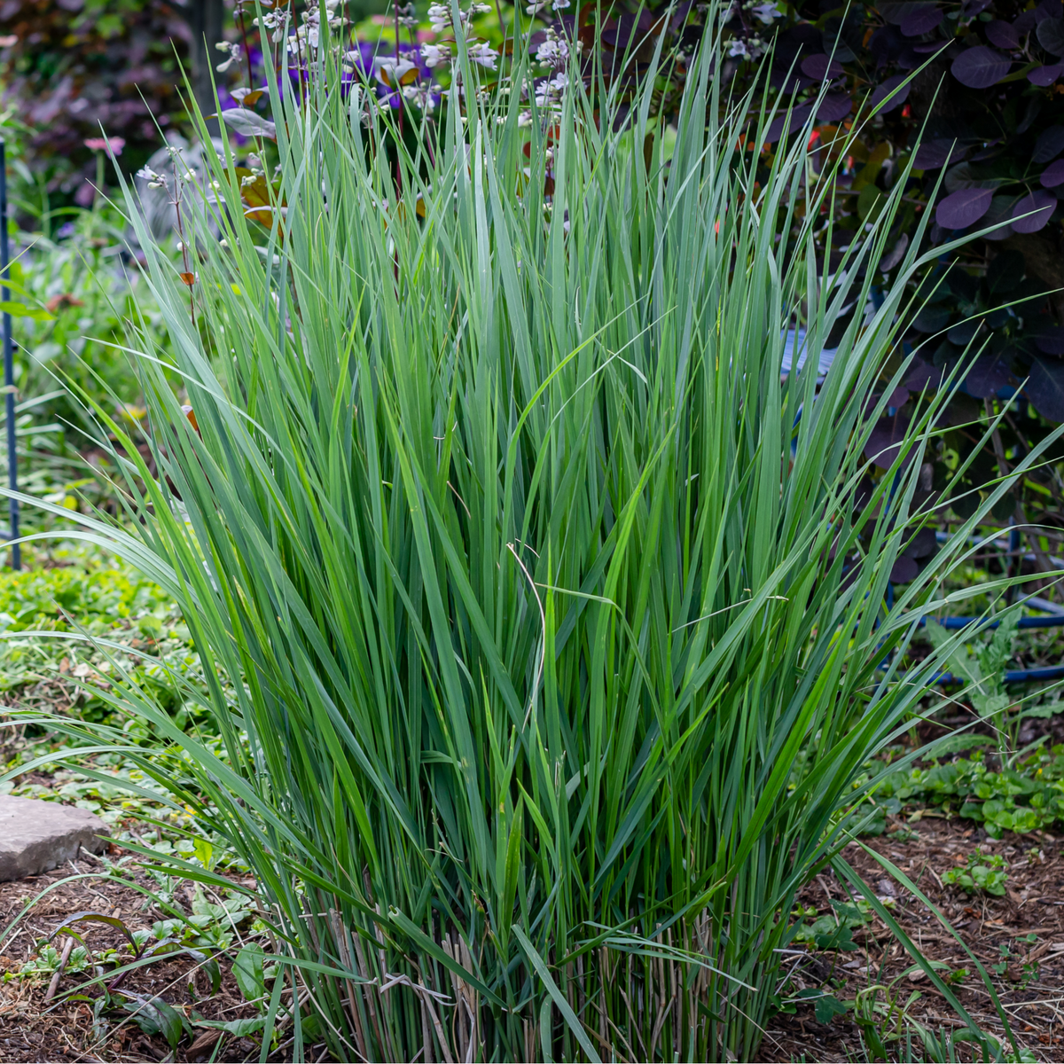 Panicum virigatum Northwind 9cm / 2L / 12L