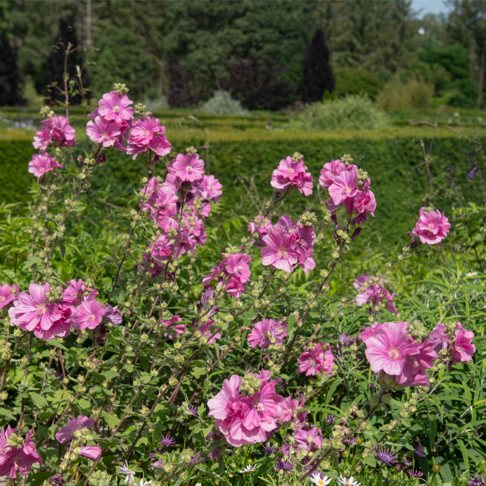 Lavatera 'Burgundy Wine' 2L in full bloom, showcasing vibrant pink flowers on green leafy stems, set in a lush garden with trees, borders, and trimmed hedges on a sunny day.