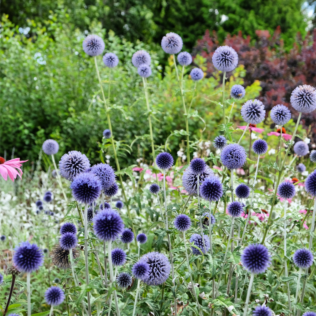 Echinops bannaticus &#39;Blue Globe&#39; 9cm / 2L