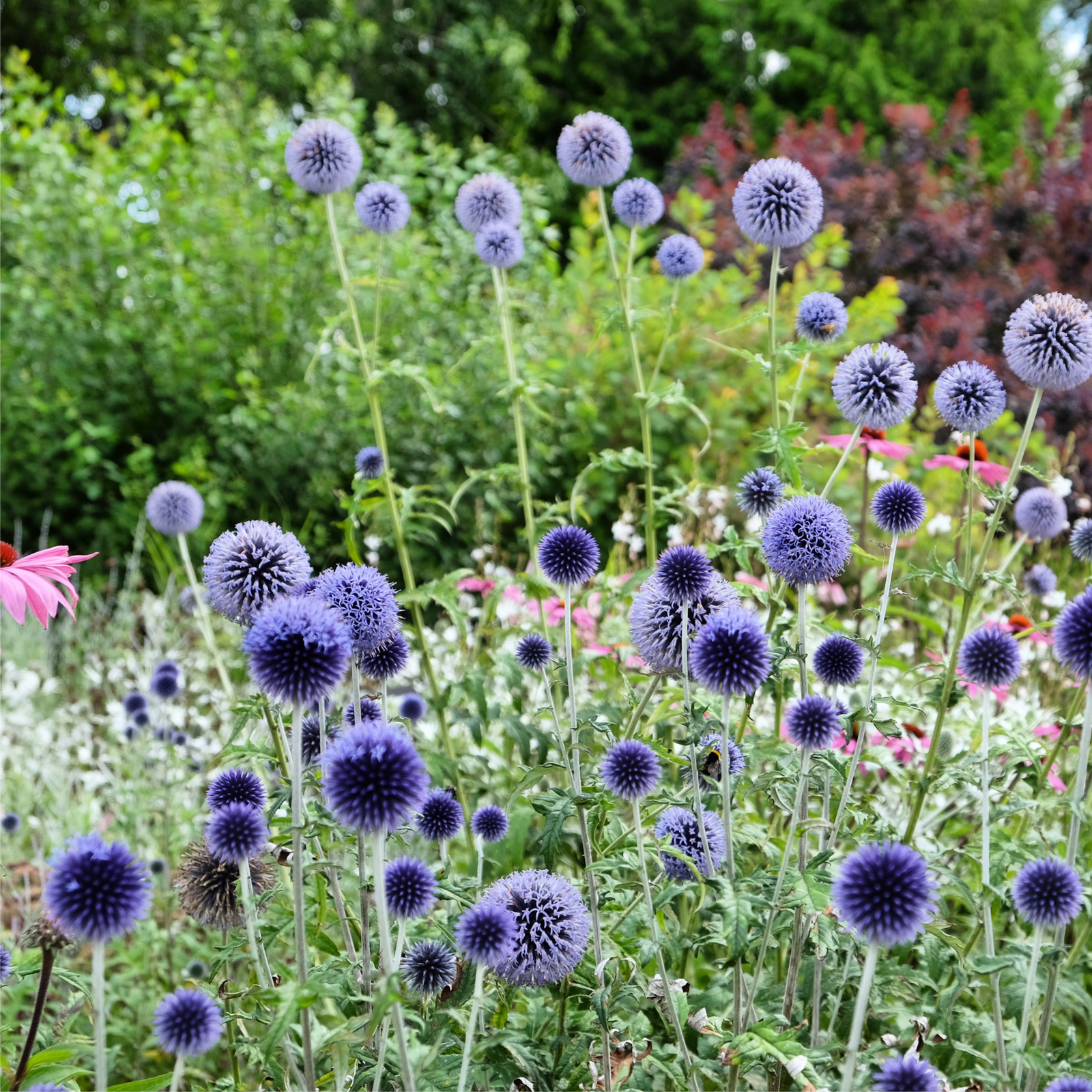 Echinops bannaticus 'Blue Globe' 9cm / 2L