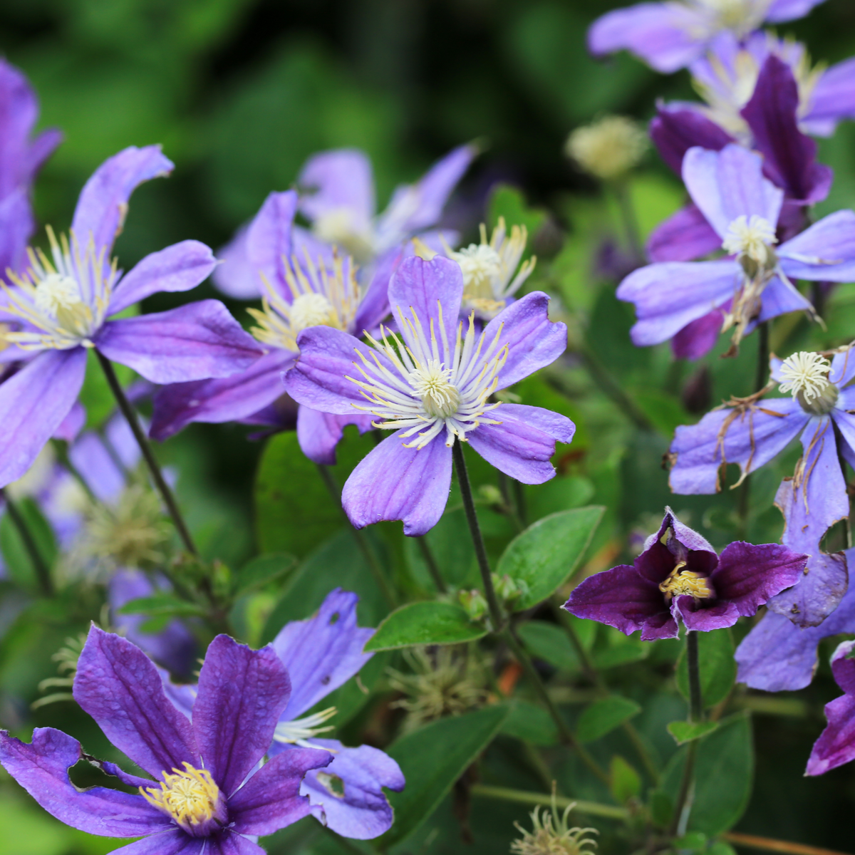 Clematis &#39;Arabella&#39; features clusters of vibrant purple and blue blooms with yellow centers and green leaves, some fresh and others wilted, set against a softly blurred leafy background.