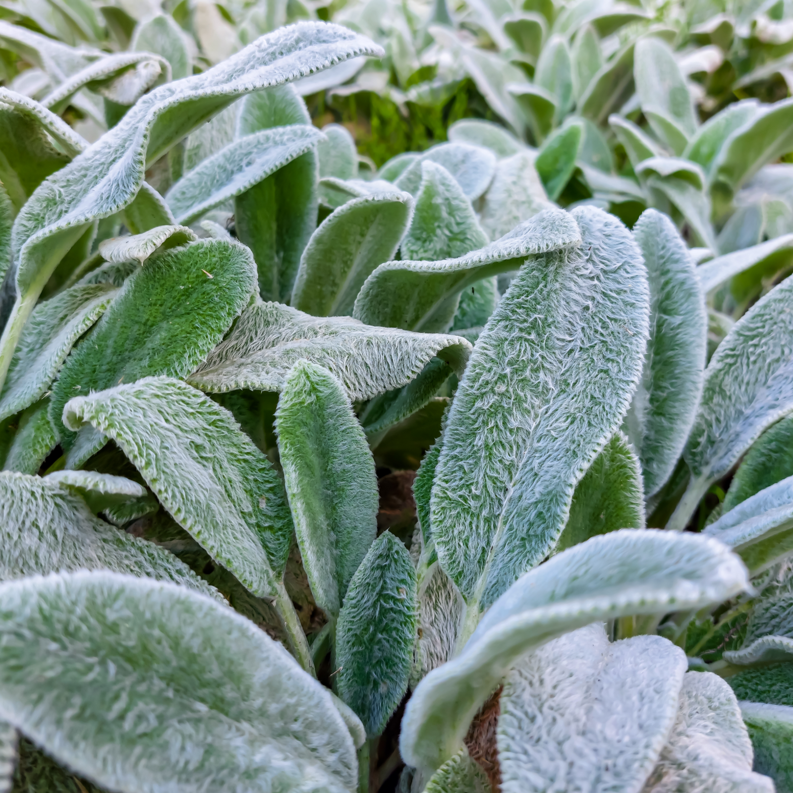 Close-up of green, fuzzy, oval-shaped leaves of Stachy Silver Carpet 2L, a drought tolerant plant with soft, velvety foliage, perfect as dense ground cover.