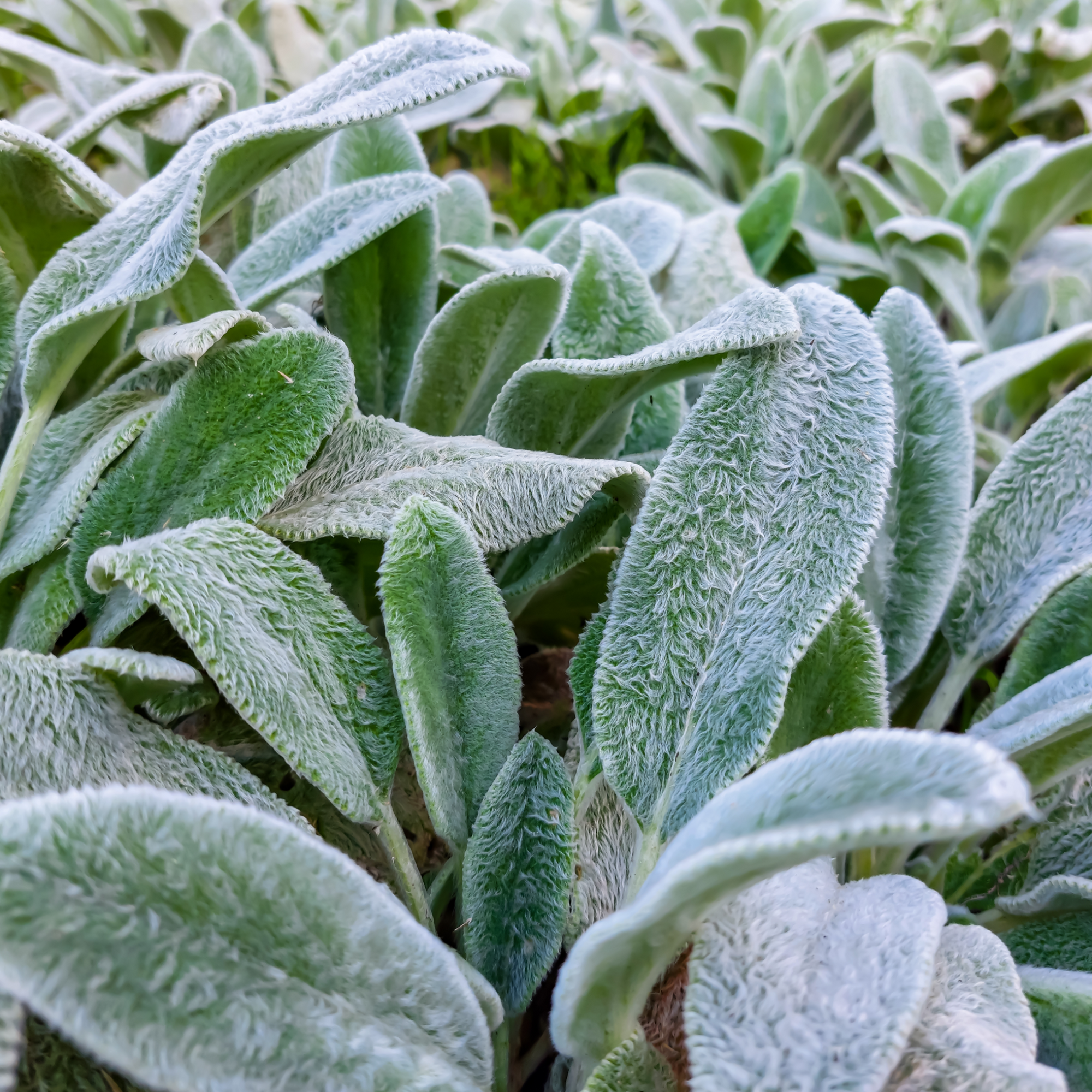 Stachys lanata 9cm 2L