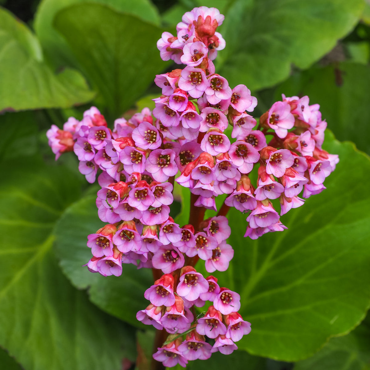 Bergenia cordifolia &#39;Purpurea&#39; (Elephant&#39;s Ears) features vibrant pink flowers with red centers on thick stems and glossy green leaves, creating striking groundcover. Available in two sizes.
