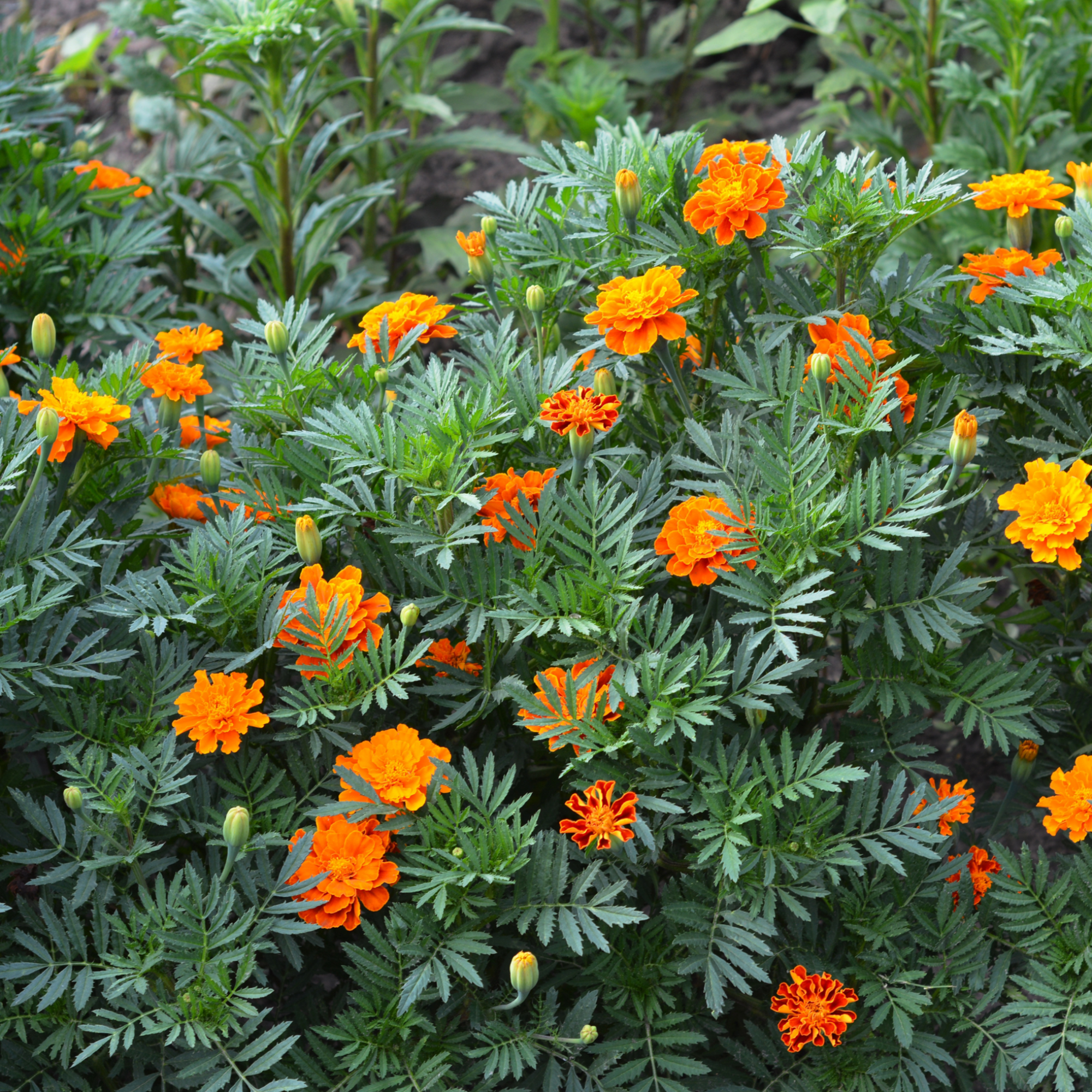 French Double Marigolds (Tray of 20 Plants)