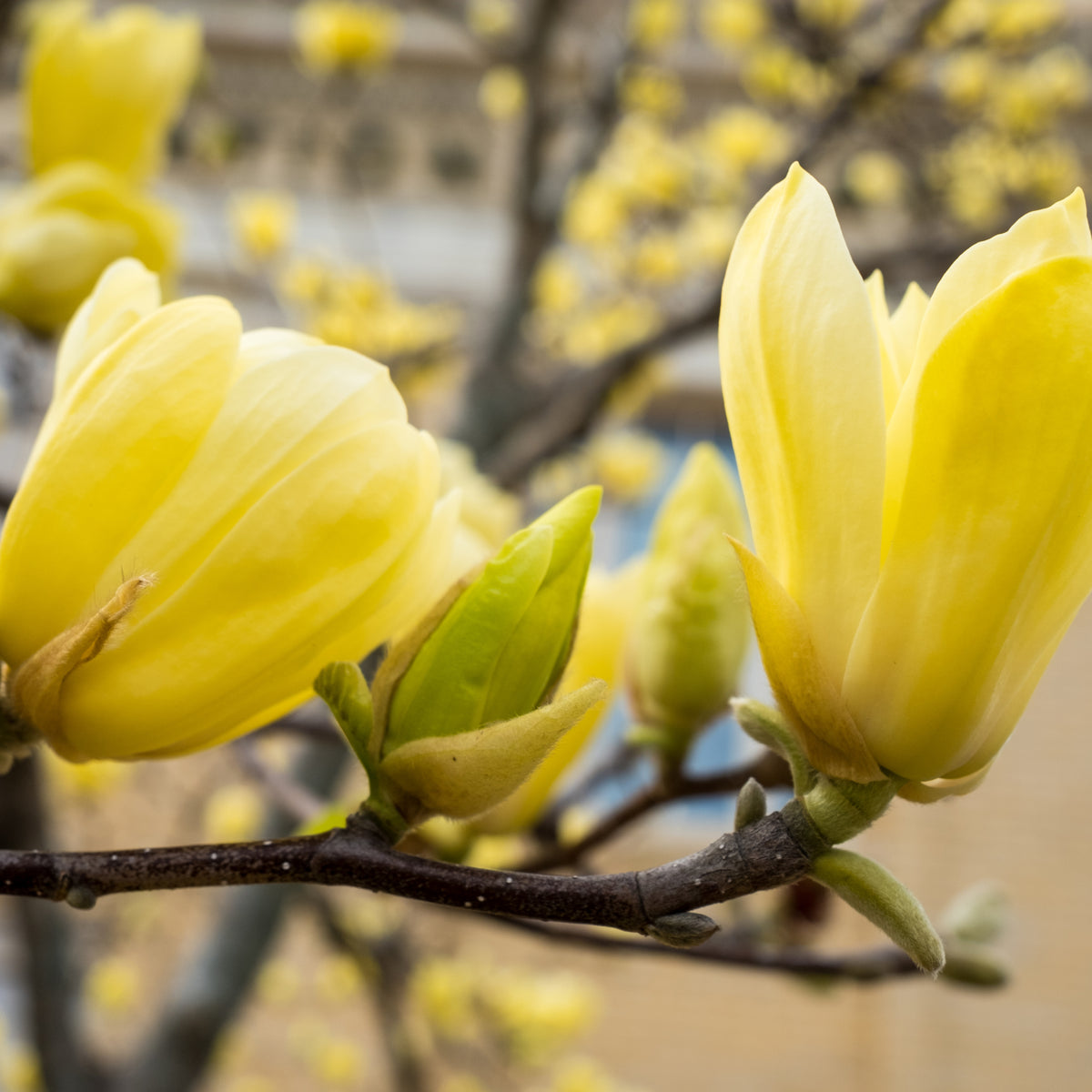 Magnolia denudata &#39;Yellow River&#39; 2L