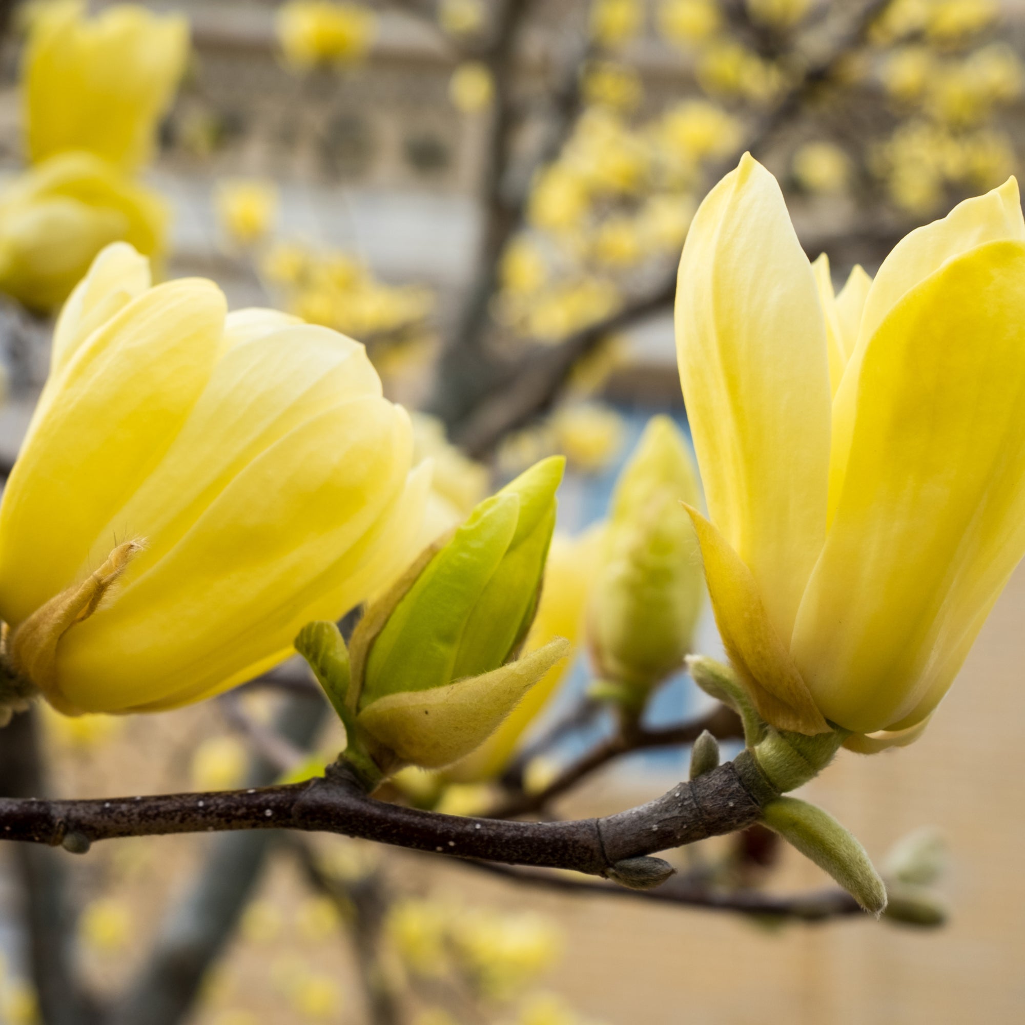 Magnolia denudata 'Yellow River' 3L