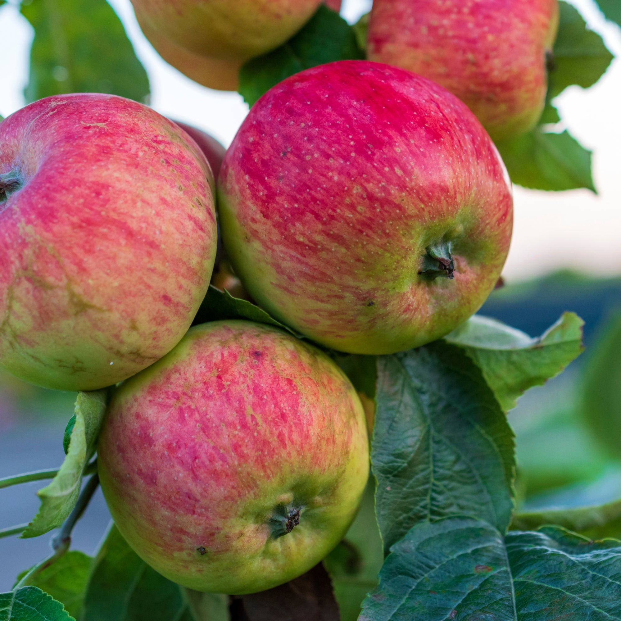 Patio/Dwarf Apple Tree 'Benoni' 1m