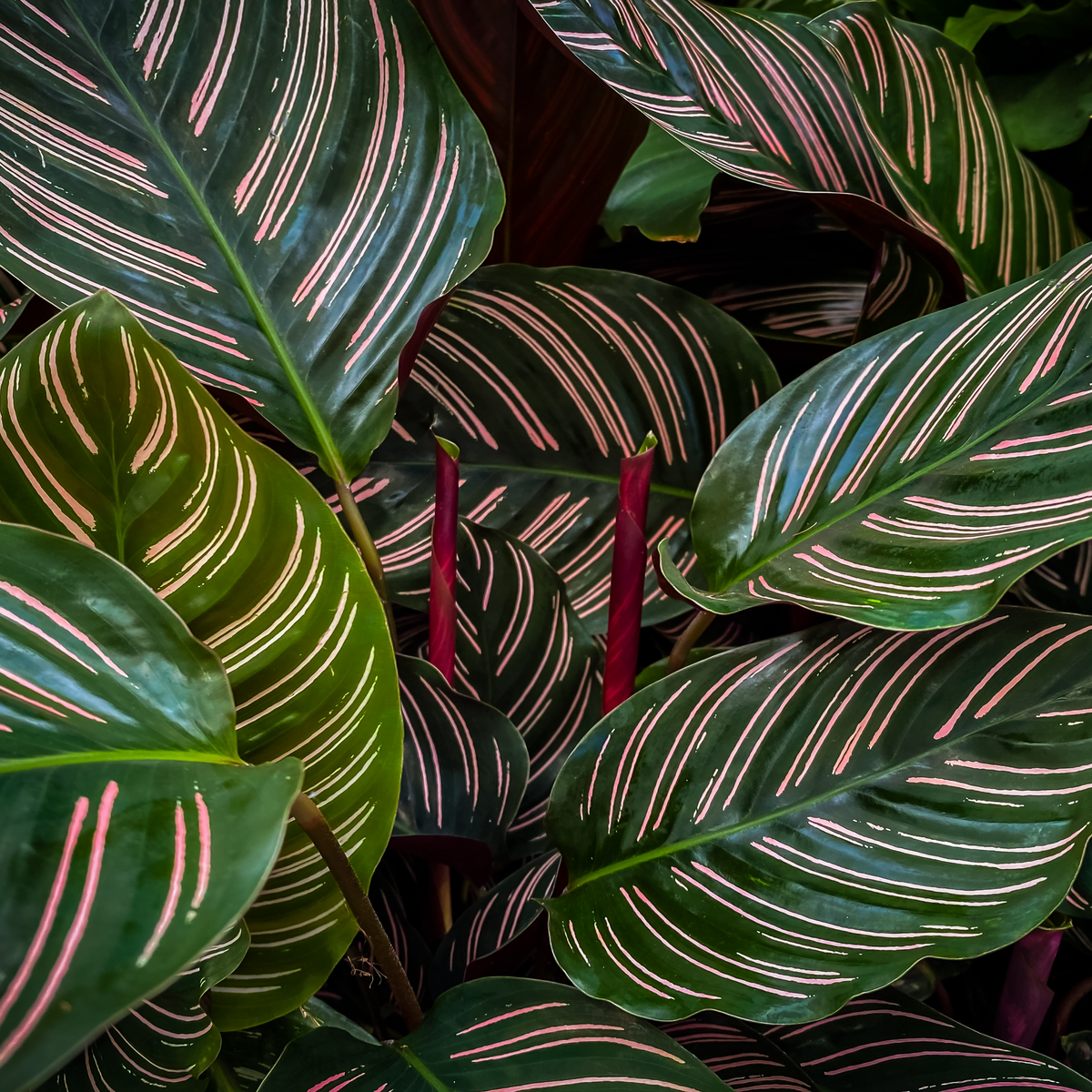 Close-up of Calathea sanderiana 50cm, a vibrant indoor plant with lush green leaves and striking pink stripes. Two dark red stems stand out among its dense, air-purifying foliage, creating a bold tropical look reminiscent of the Prayer Plant.