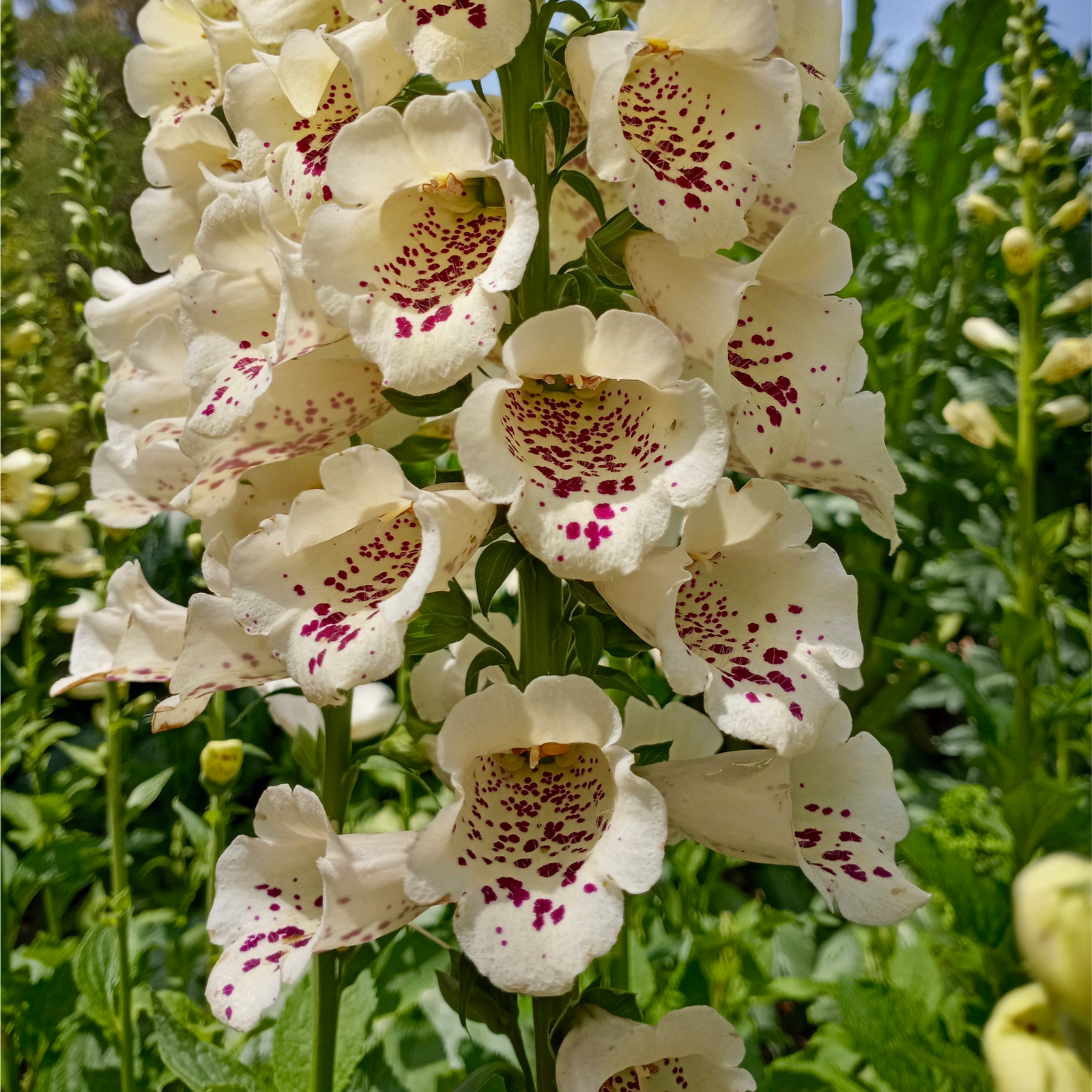Digitalis purpurea Cream (Foxglove) 1.5L features creamy white tubular blooms with purple speckles on tall stems amid green foliage—a lovely choice for cottage gardens in sunny spots.