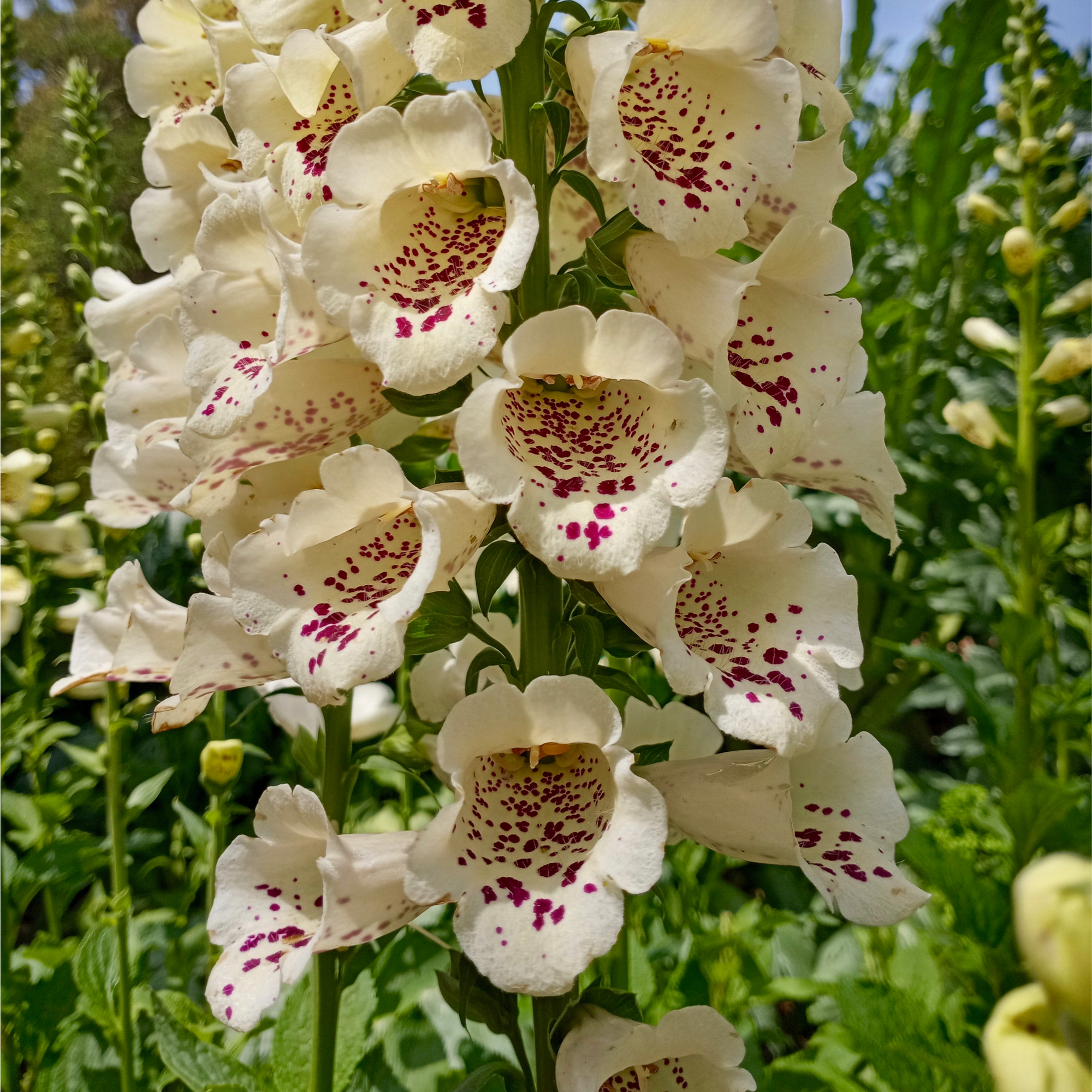 Digitalis purpurea Cream | (Foxglove) 1.5L