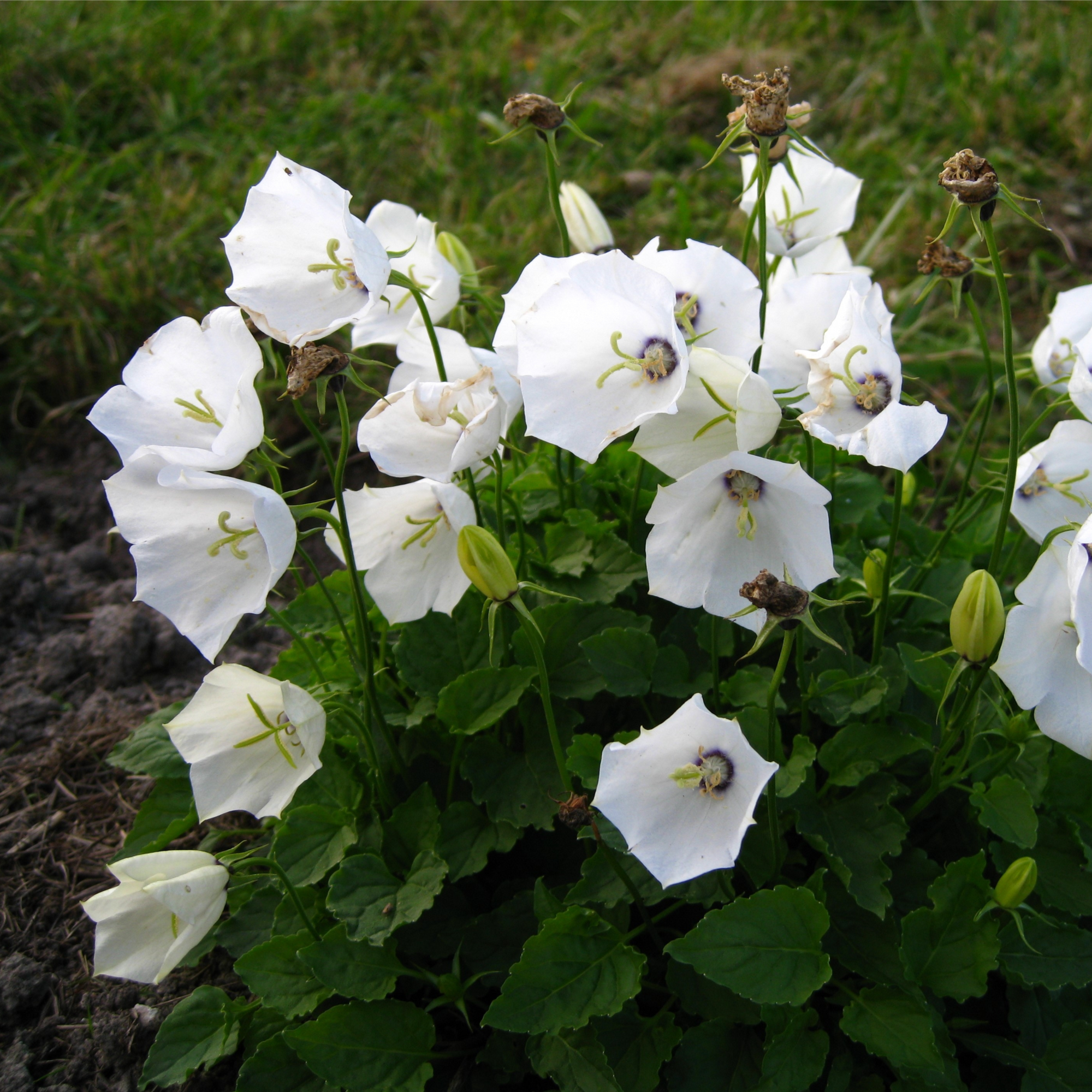 Campanula pyramidalis White 1L