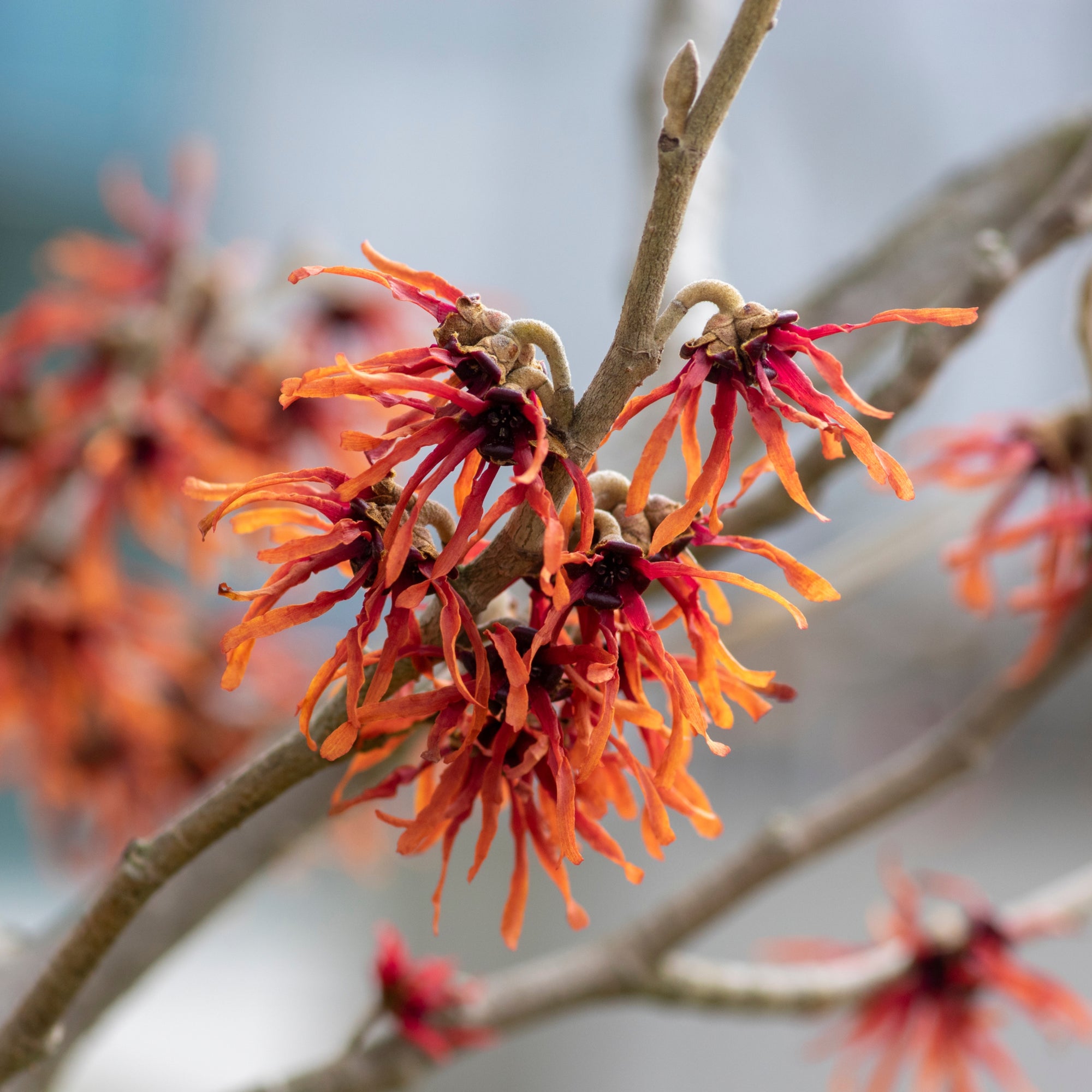 Hamamelis - Orange Beauty (Witch Hazel) 5L