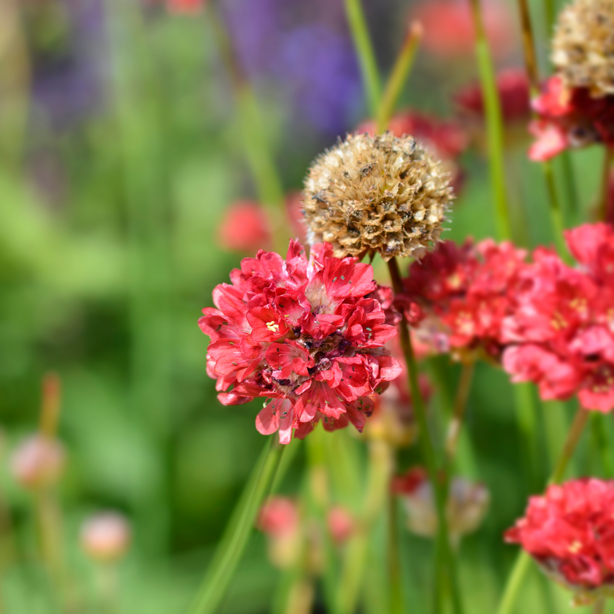 Armeria 'Ballerina Red' 1.5L / 3L