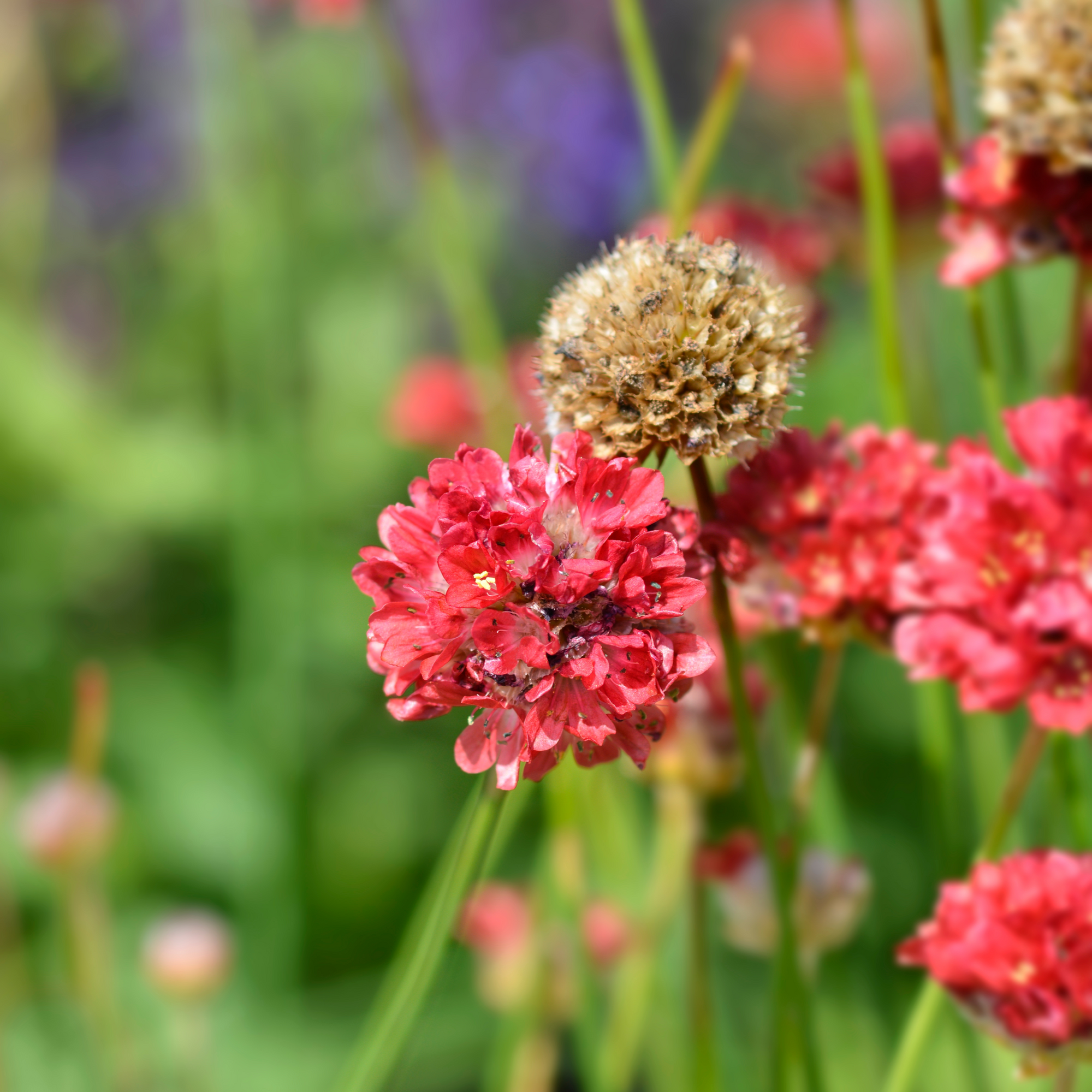 Armeria 'Ballerina Red' 1.5L