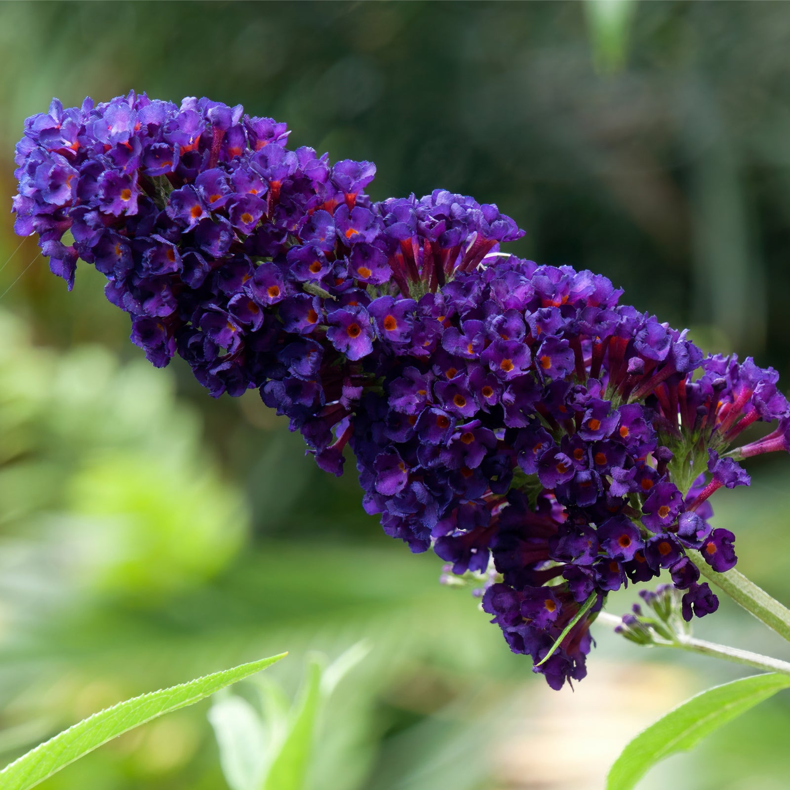 A butterfly with orange, black, and blue eye spots rests on the vibrant purple flowers of Buddleja davidii 'Black Knight' (1L / 2L), set against green leaves of the deciduous shrub.