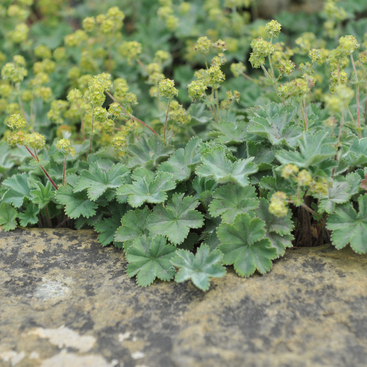 Alchemilla mollis 9cm