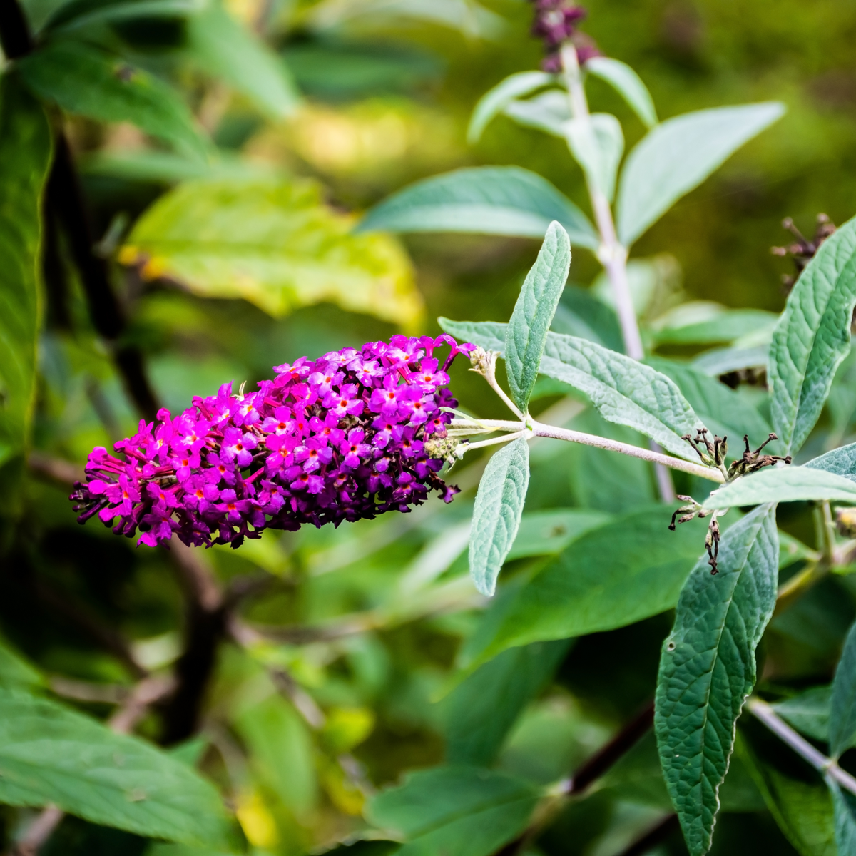 A close-up of Buddleja Butterfly Candy &#39;Little Purple&#39; 1/3L, featuring a vibrant purple flower cluster, elongated green leaves, and a blurred green background, highlighting its compact growth habit.