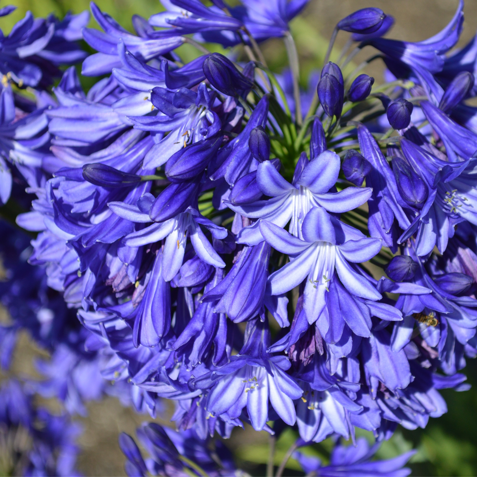Close-up of Agapanthus 'Blue Thunder' 2L, a perennial with vibrant blue trumpet-shaped flowers on green stems, star-shaped petals in full bloom, and a blurred background highlighting its delicate beauty.