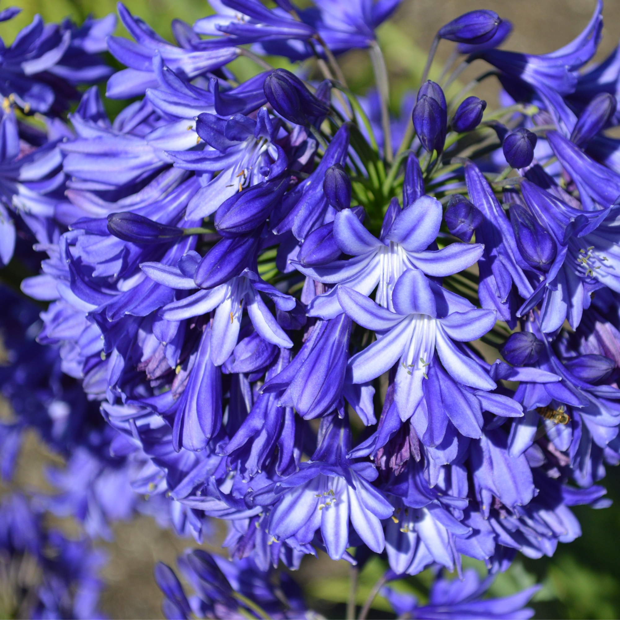 Agapanthus 'Blue Thunder' 2L