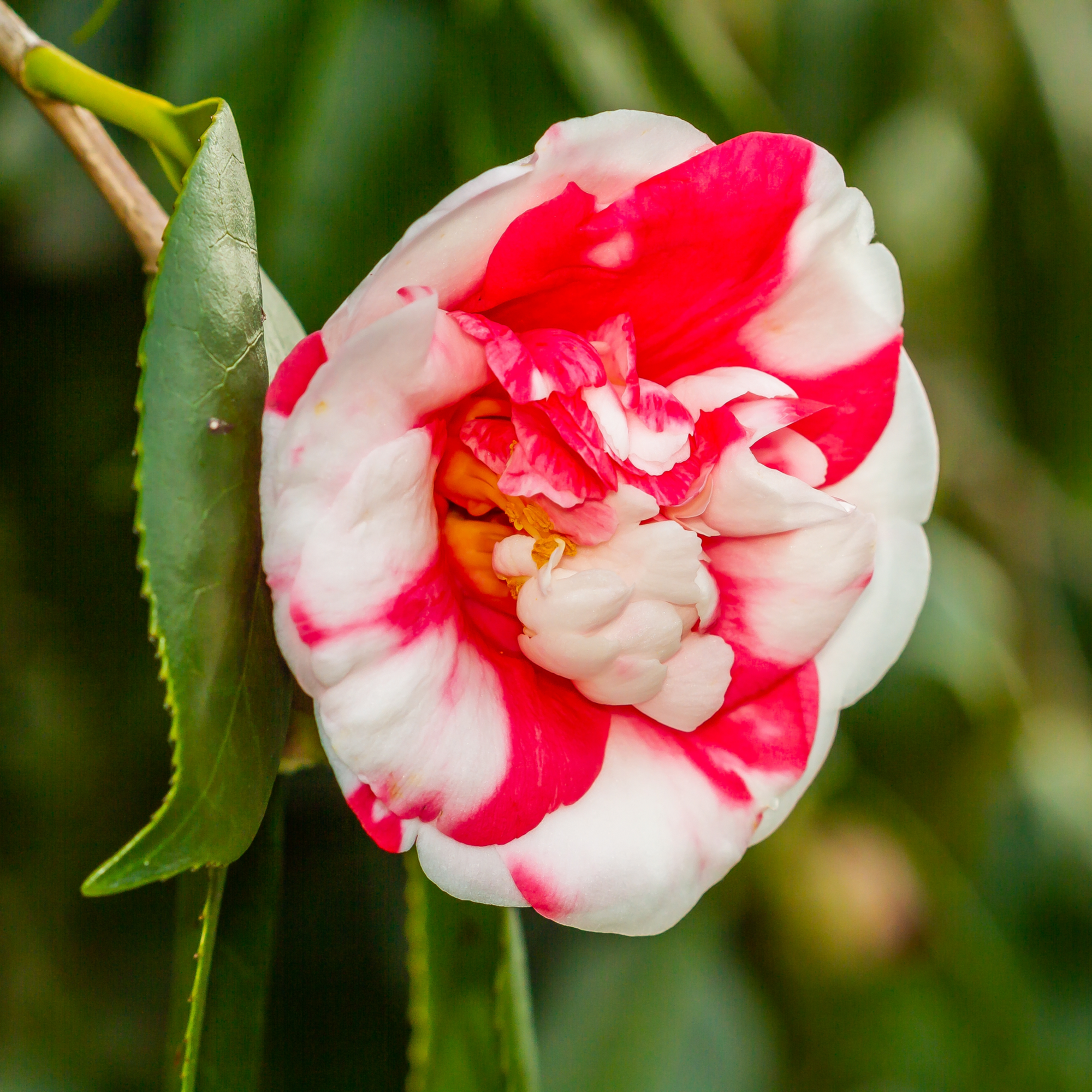 Camellia japonica Nikisi Kerin 40-50cm