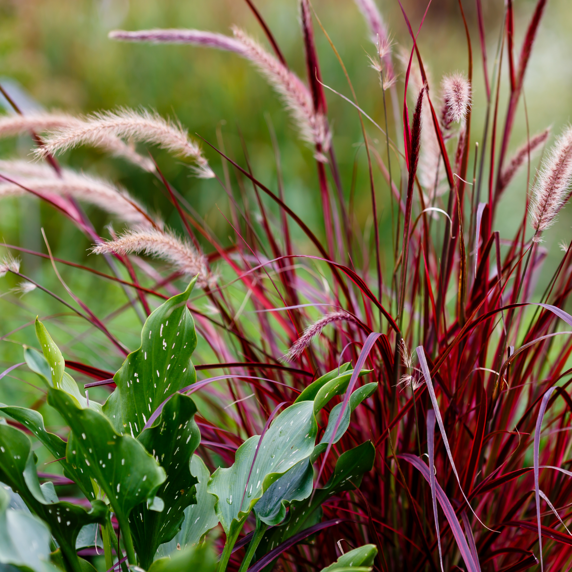 Pennisetum x Advena - Rubrum 70cm