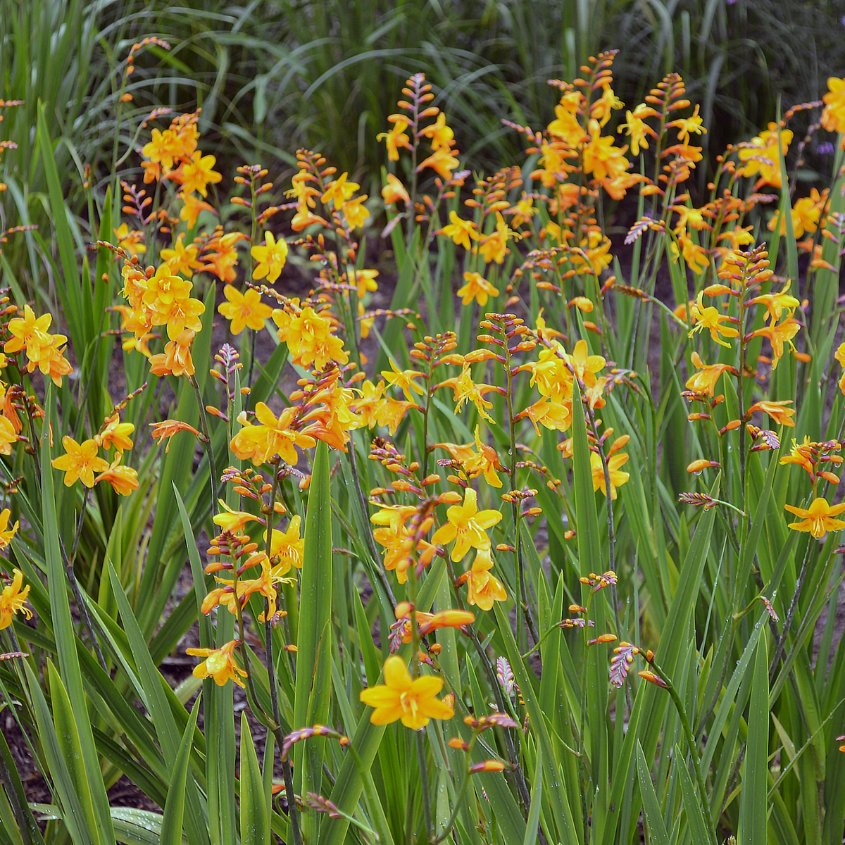 A cluster of Crocosmia x crocosmiiflora &#39;Columbus&#39; 2L features tall green plants with long, narrow leaves and vivid yellow-orange blooms, creating a striking display in the garden.