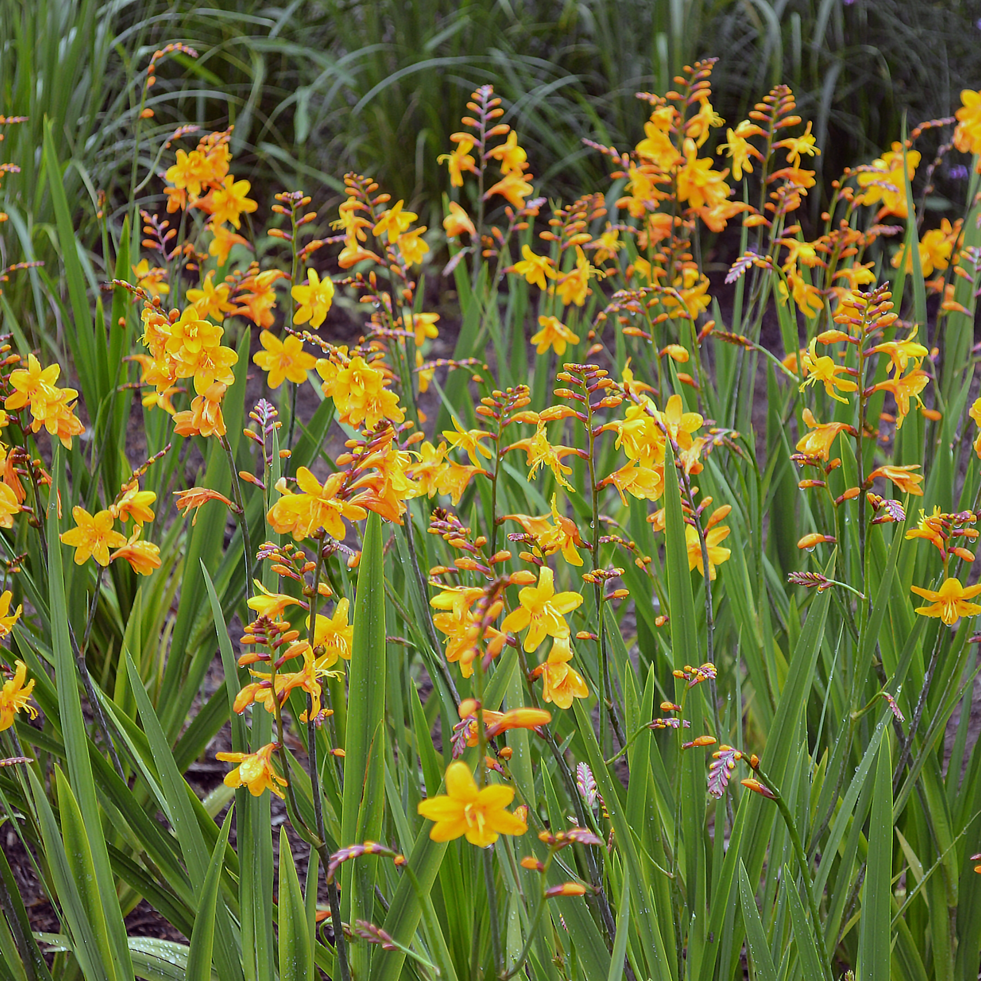 Crocosmia x crocosmiiflora 'Columbus' 2L