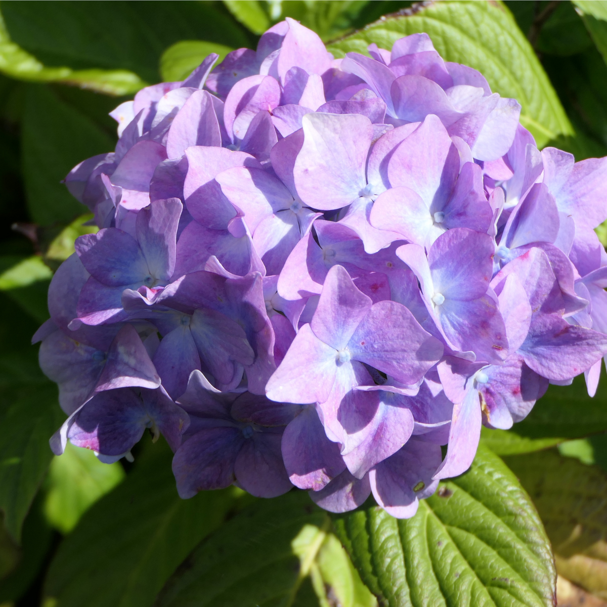 Hydrangea macrophylla &#39;Little Purple&#39; in a 2L pot features vibrant purple blooms and lush green leaves, offering a compact growth habit that’s ideal for smaller gardens. Perfect for adding a splash of color to any sunny spot.