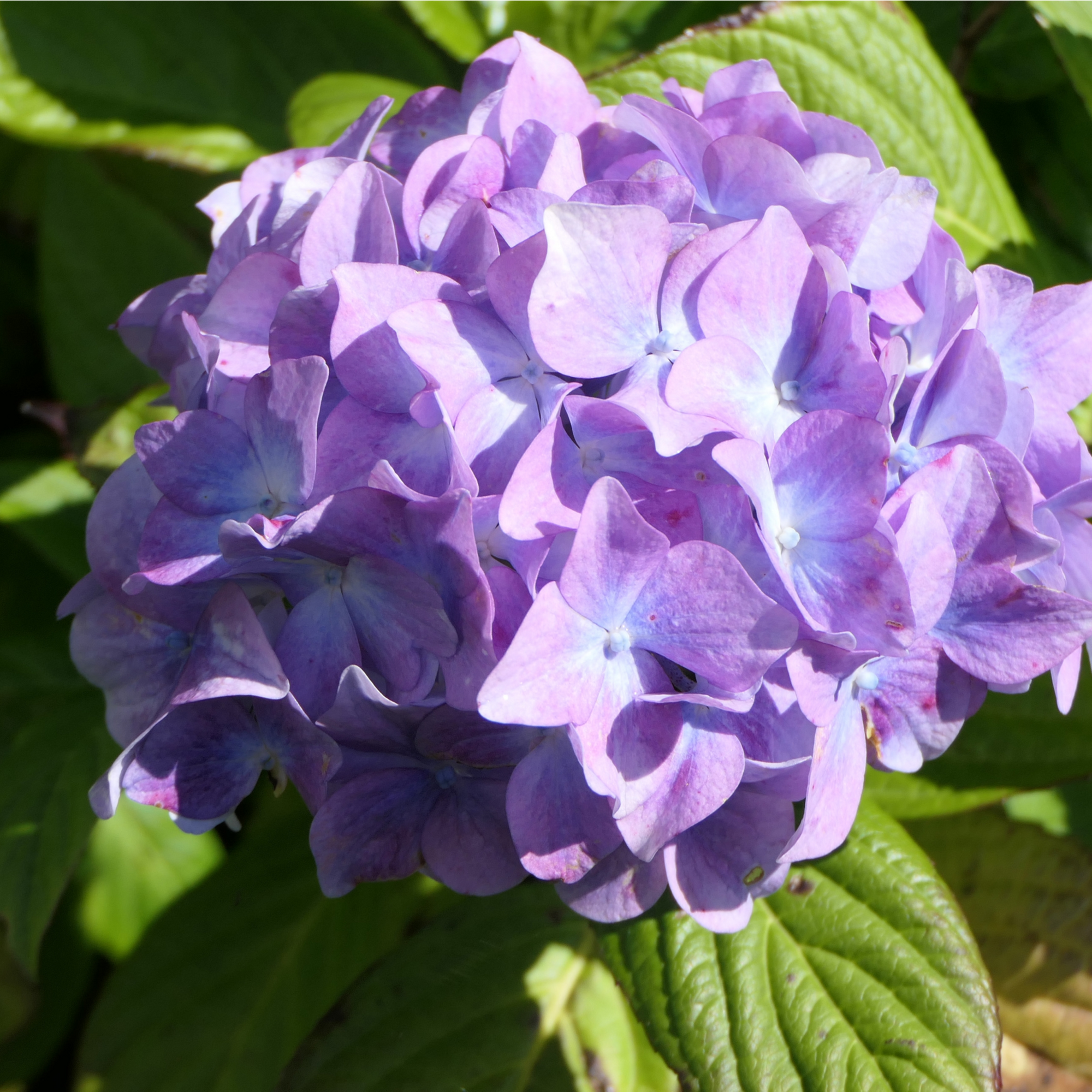 Dwarf Hydrangea | Hydrangea macrophylla 'Little Purple' 2L