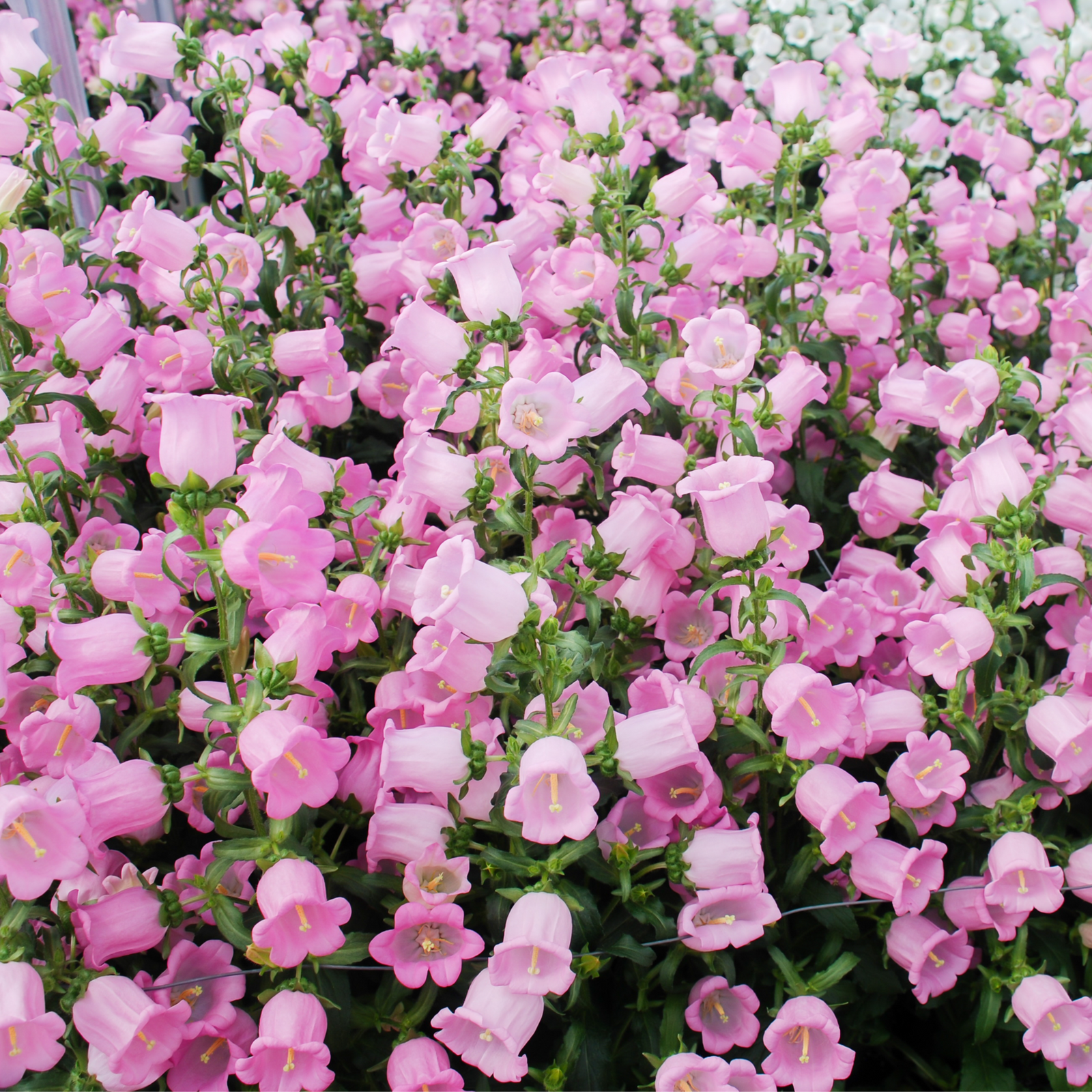 A dense cluster of pink, bell-shaped Campanula medium Rose - Canterbury bells 1L with green stems and leaves fills the frame, with some white perennial flowers visible in the background.