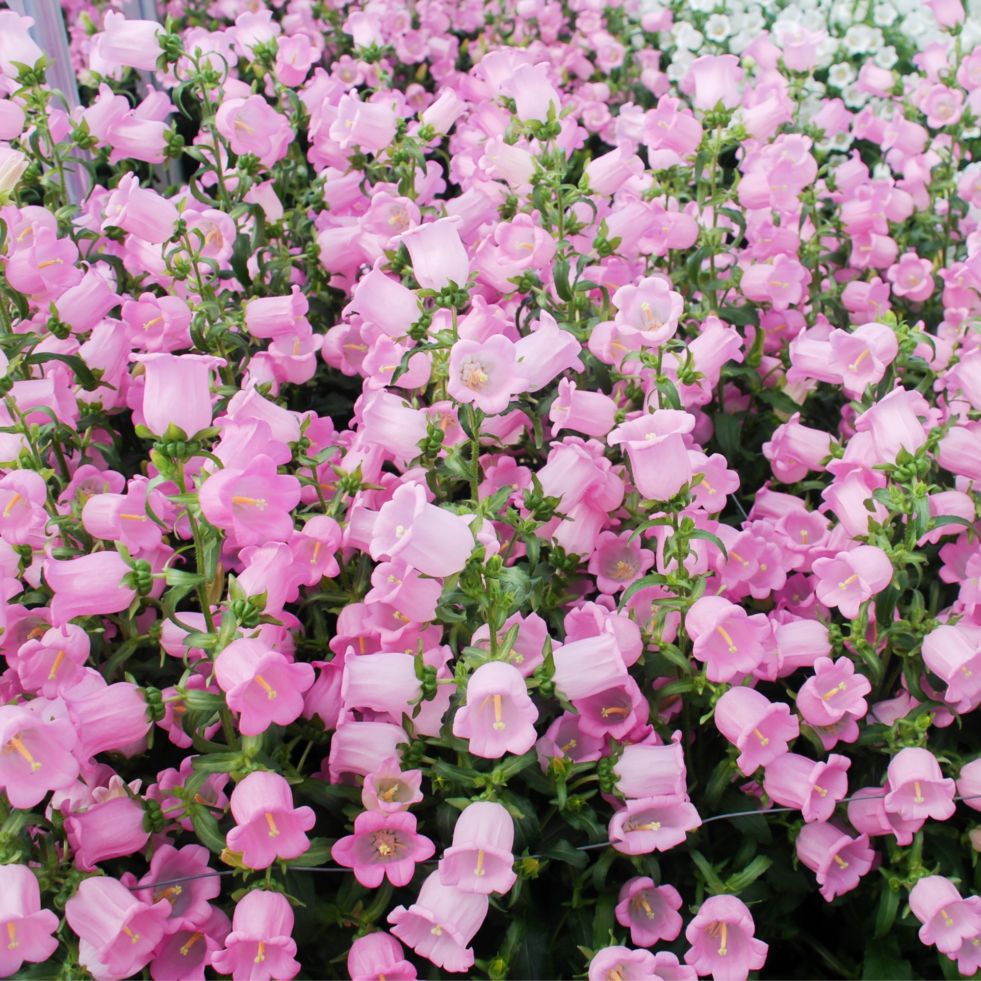 Campanula medium Rose - Canterbury bells 1L