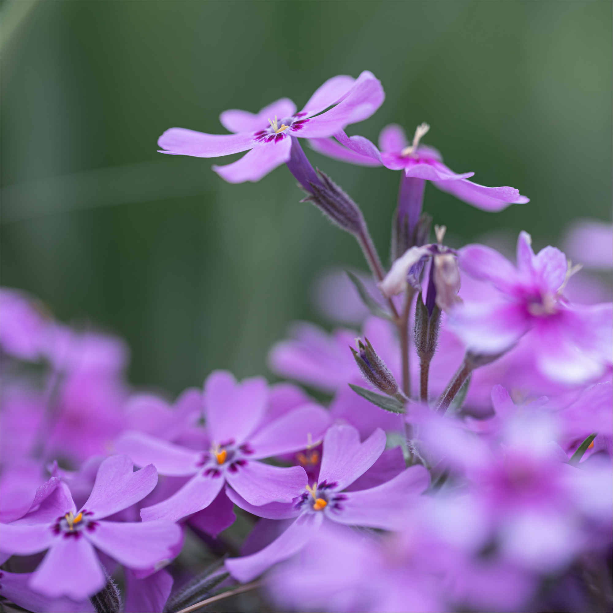 Phlox subulata GoldiPhlox Light Pink 1.5L