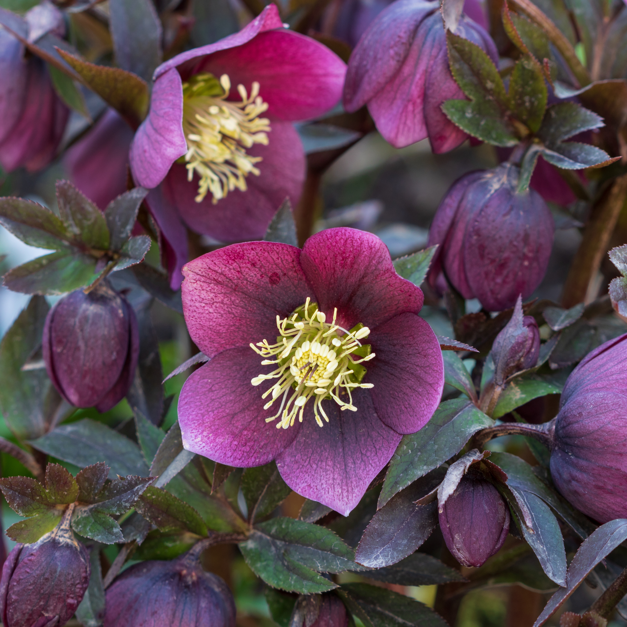 Helleborus orientalis - Purple  (9cm)