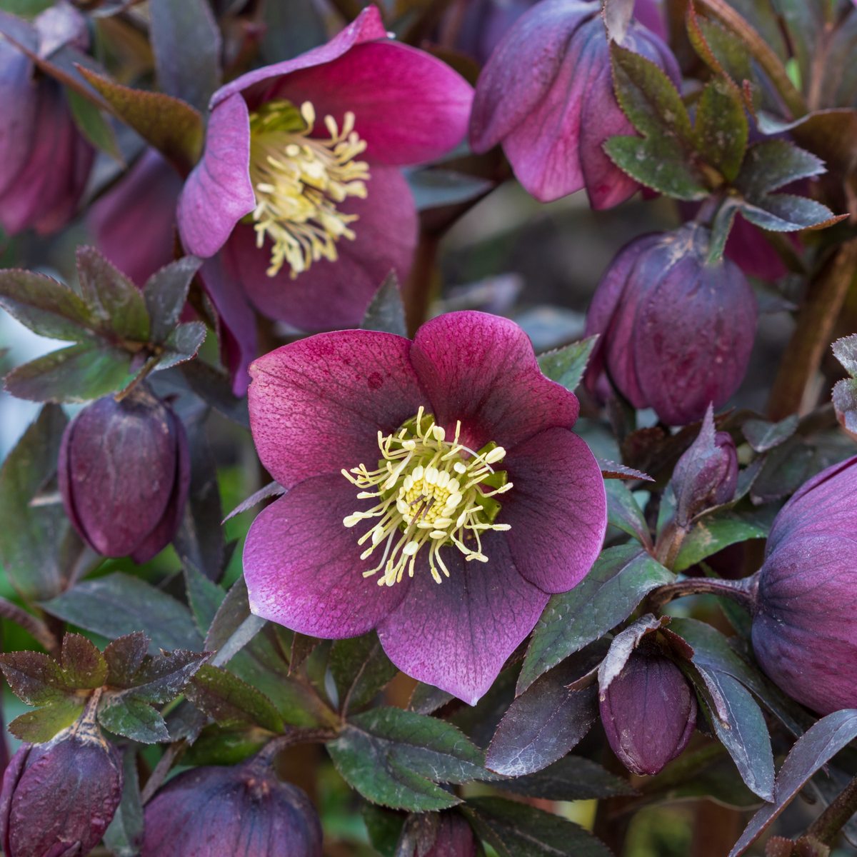 Helleborus orientalis - Purple (9cm) features deep purple, velvety flowers with bright yellow stamens nestled among dark green leaves. This lush perennial brings elegant color to shaded winter gardens.