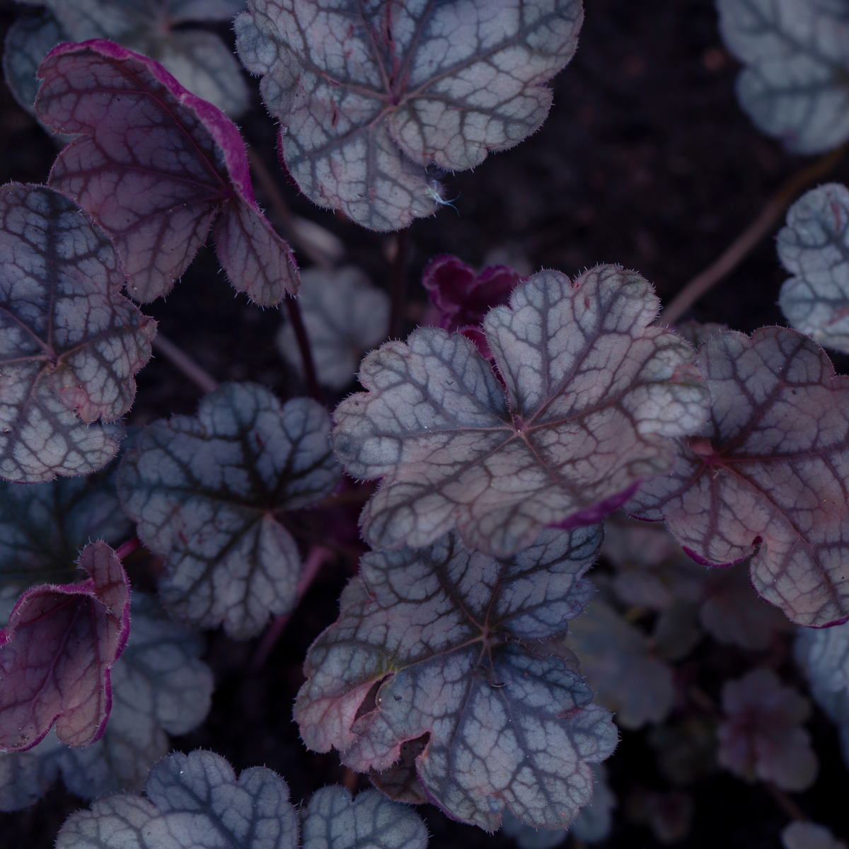 Heuchera &#39;Toncka Iced Olive&#39; 2L