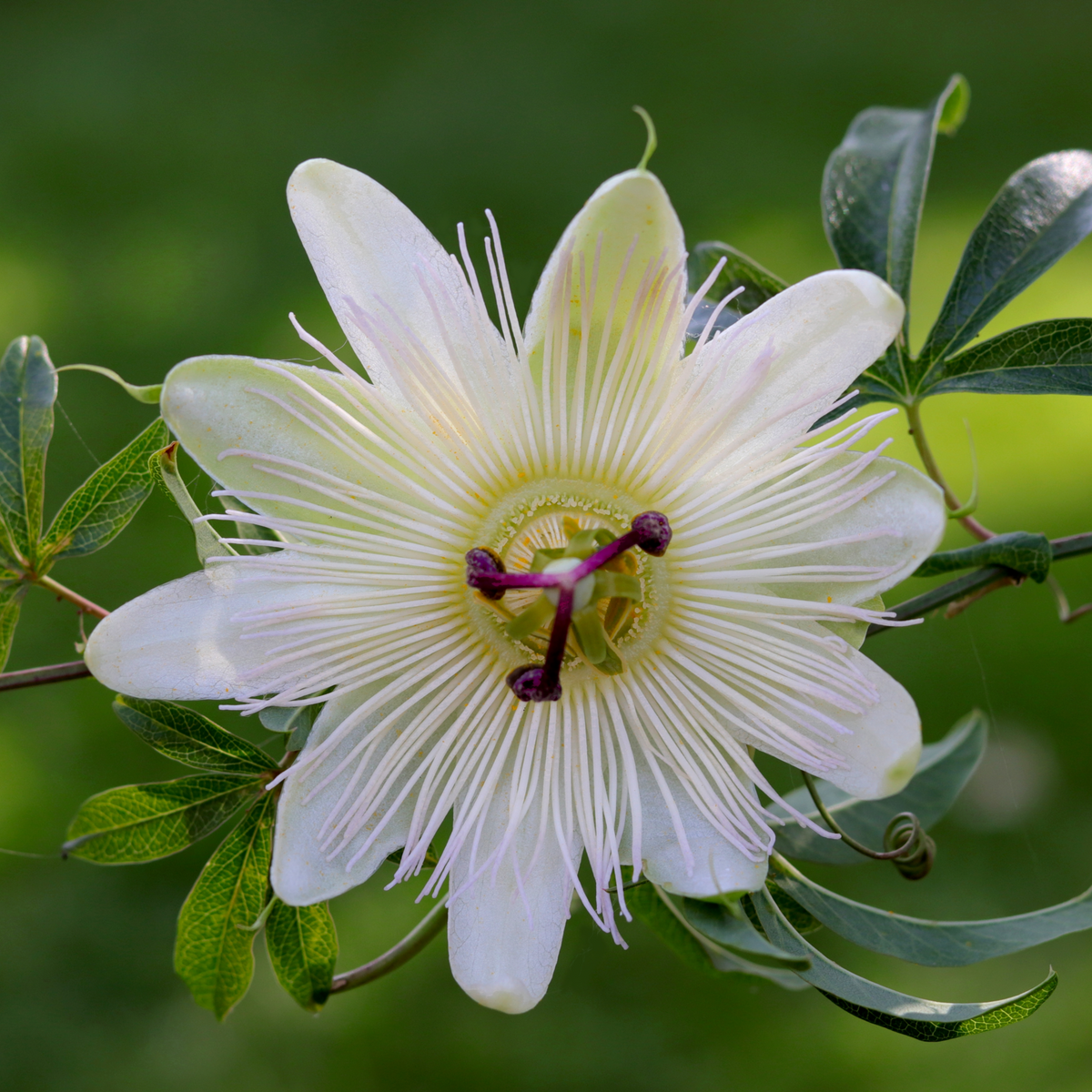 A close-up of the Passionflower Climber | Constance Elliot | 60cm shows its exotic white blooms with purple-tipped stamens and delicate filaments, surrounded by green leaves against a softly blurred background.