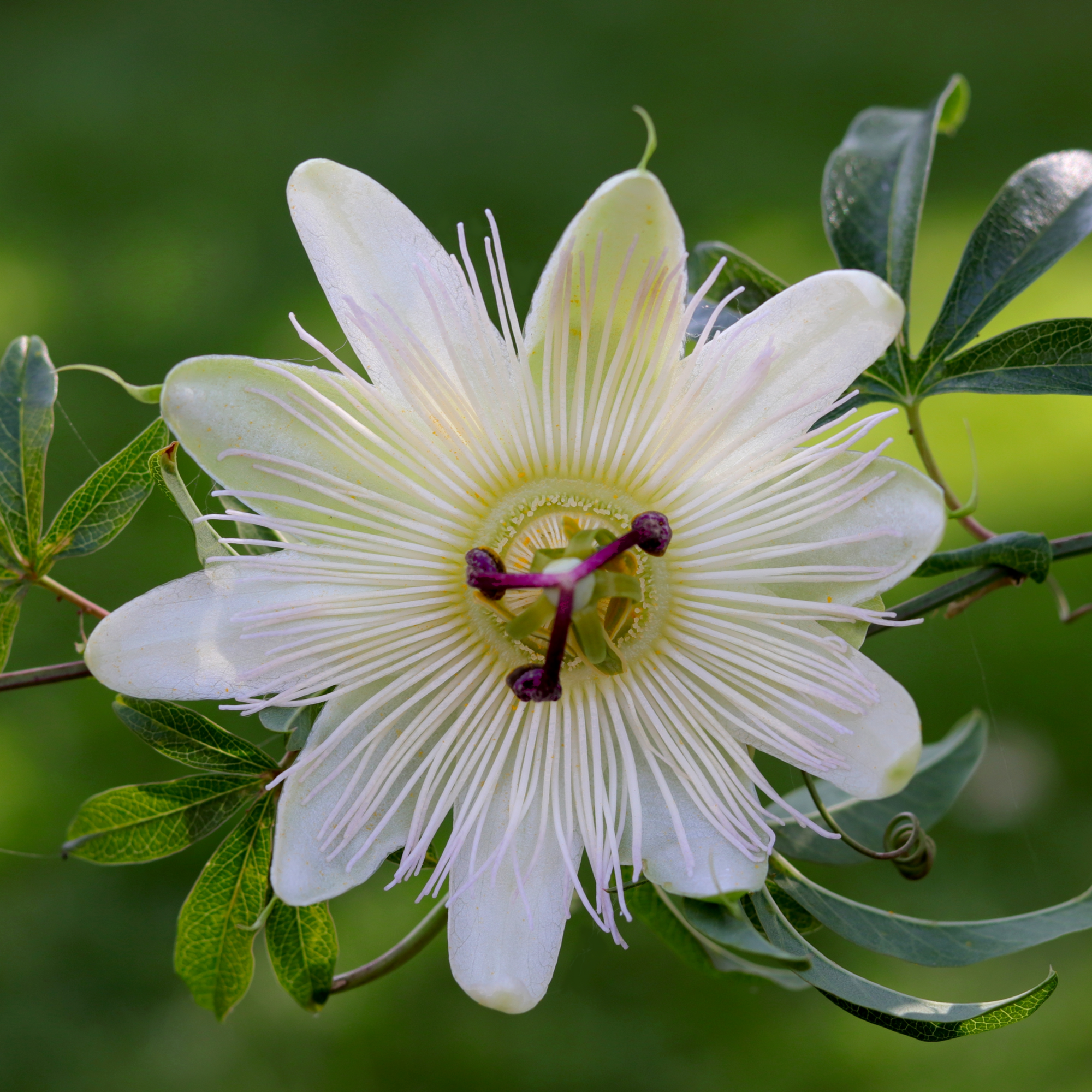 Passionflower Climber | Constance Elliot | 50cm